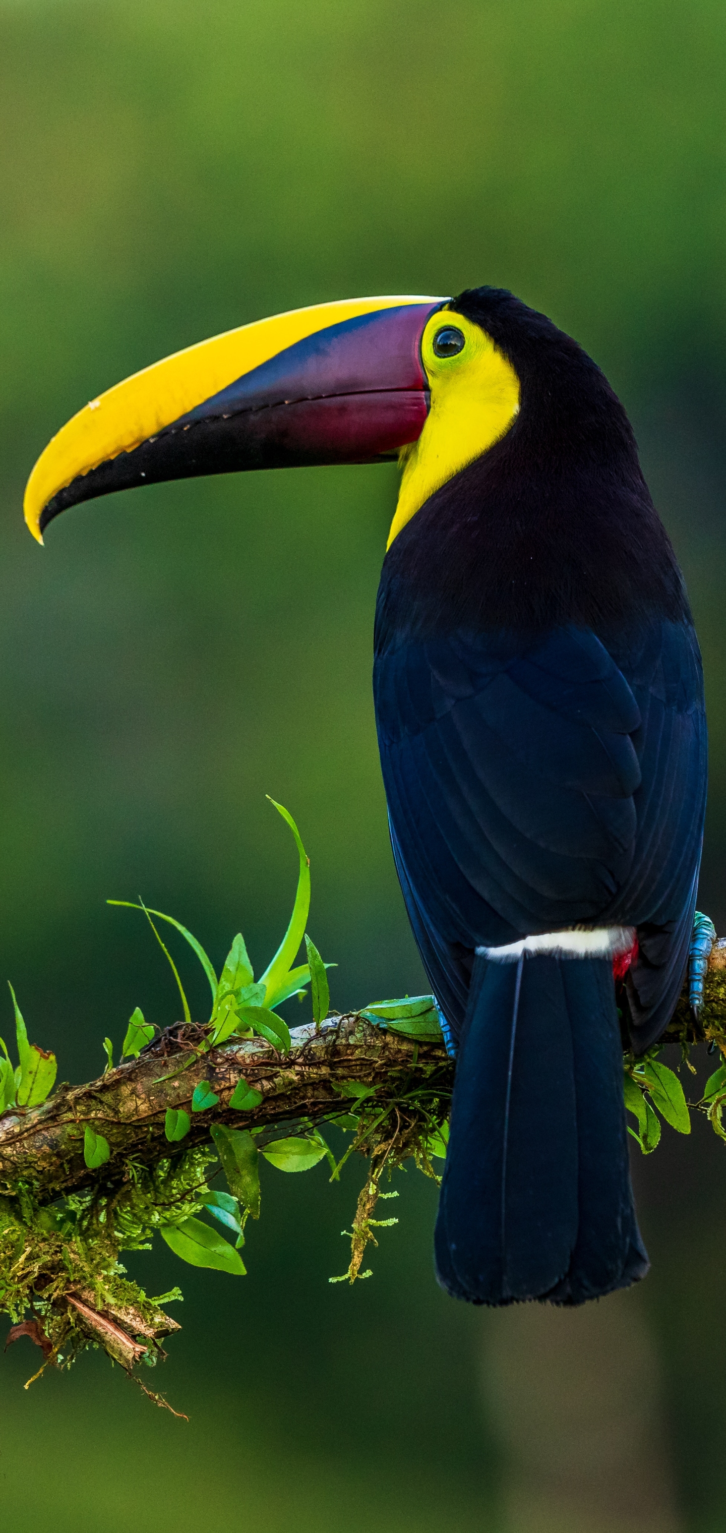 Free download wallpaper Birds, Bird, Beak, Animal, Toucan on your PC desktop