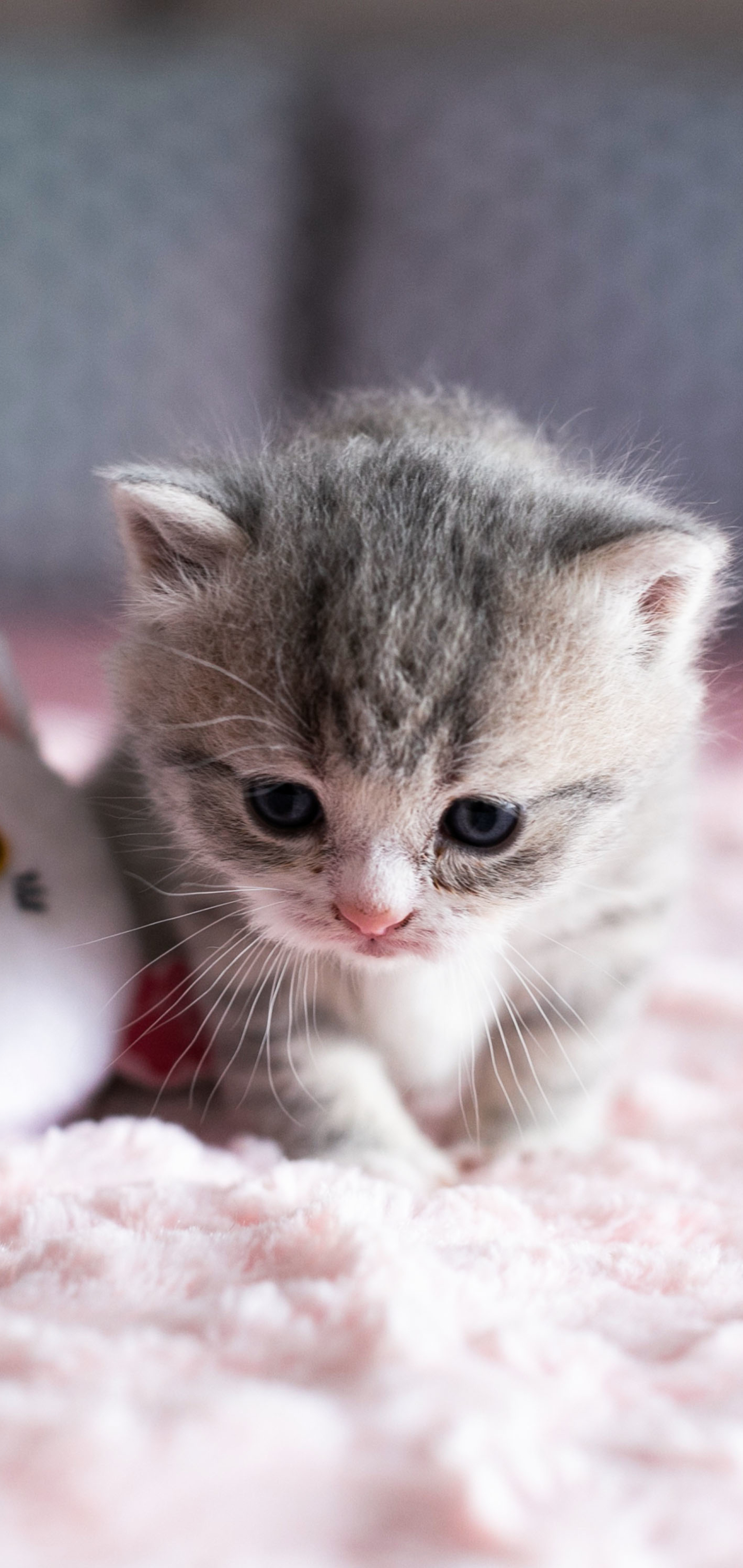 Baixe gratuitamente a imagem Animais, Gatos, Gato, Gatinho na área de trabalho do seu PC