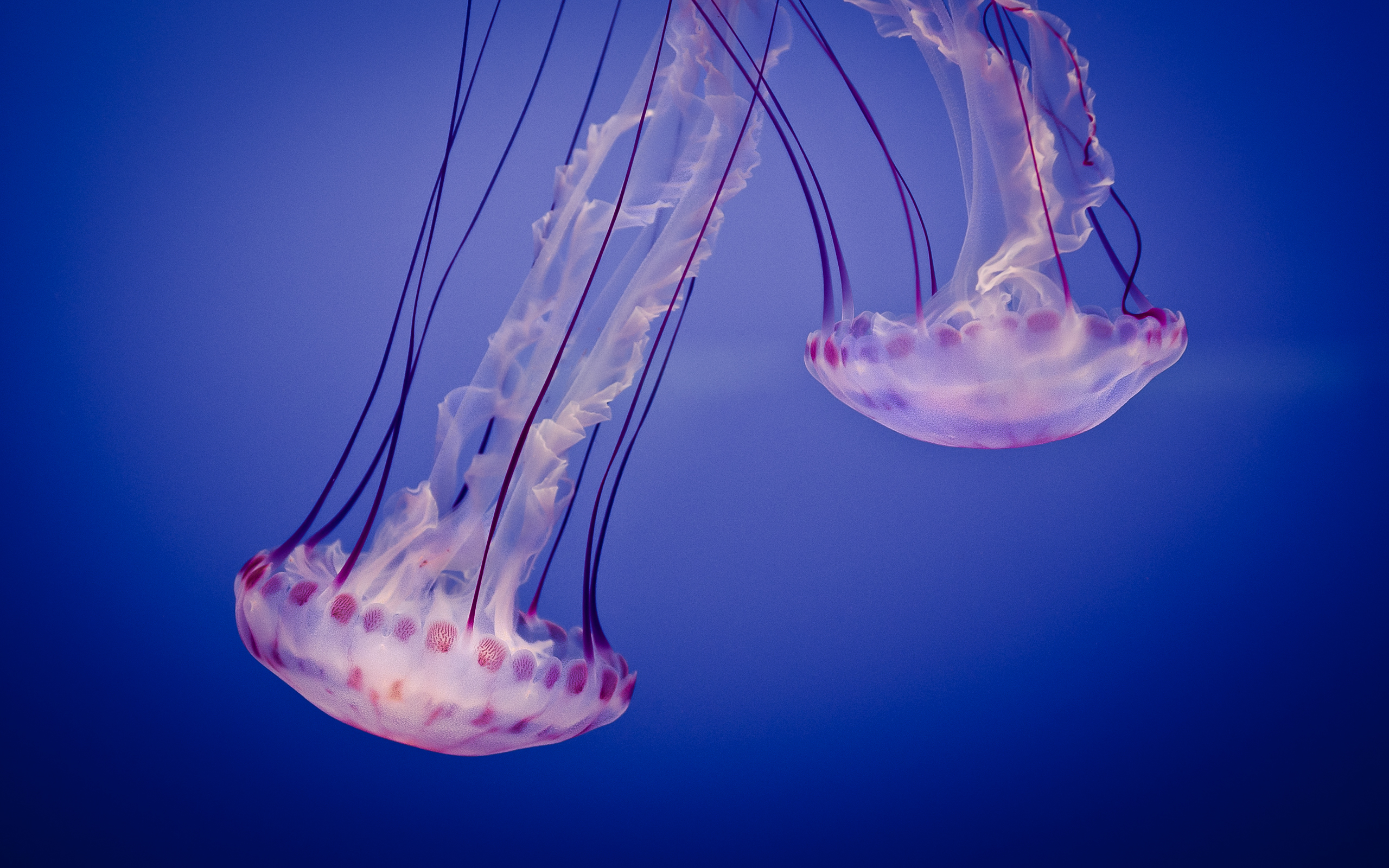 Free download wallpaper Animals, Jellyfish on your PC desktop