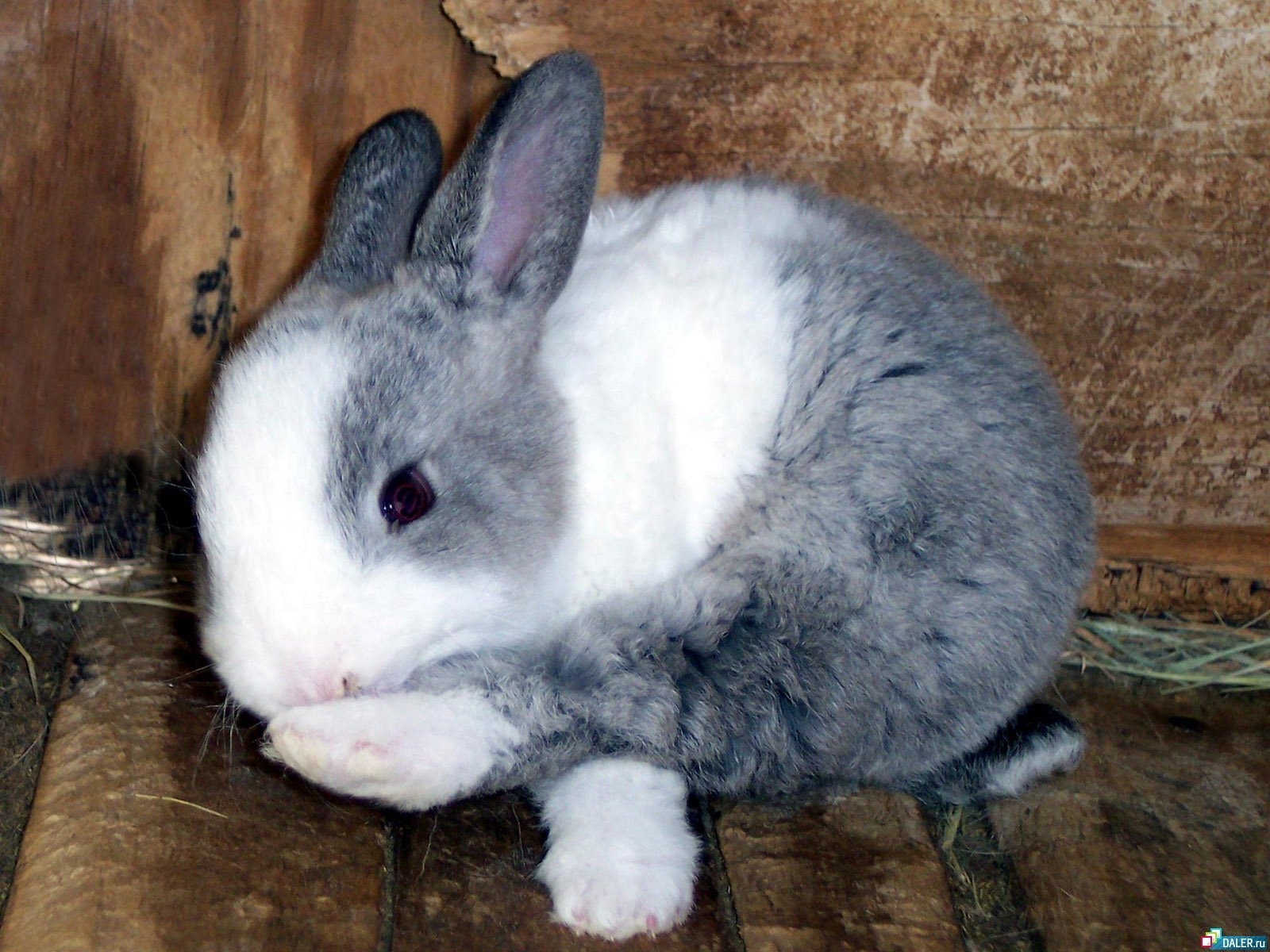 animals, rabbits download HD wallpaper