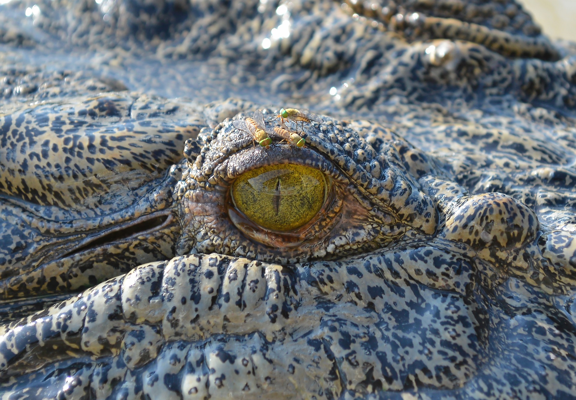 Download mobile wallpaper Close Up, Animal, Reptile, Eye, Crocodile for free.