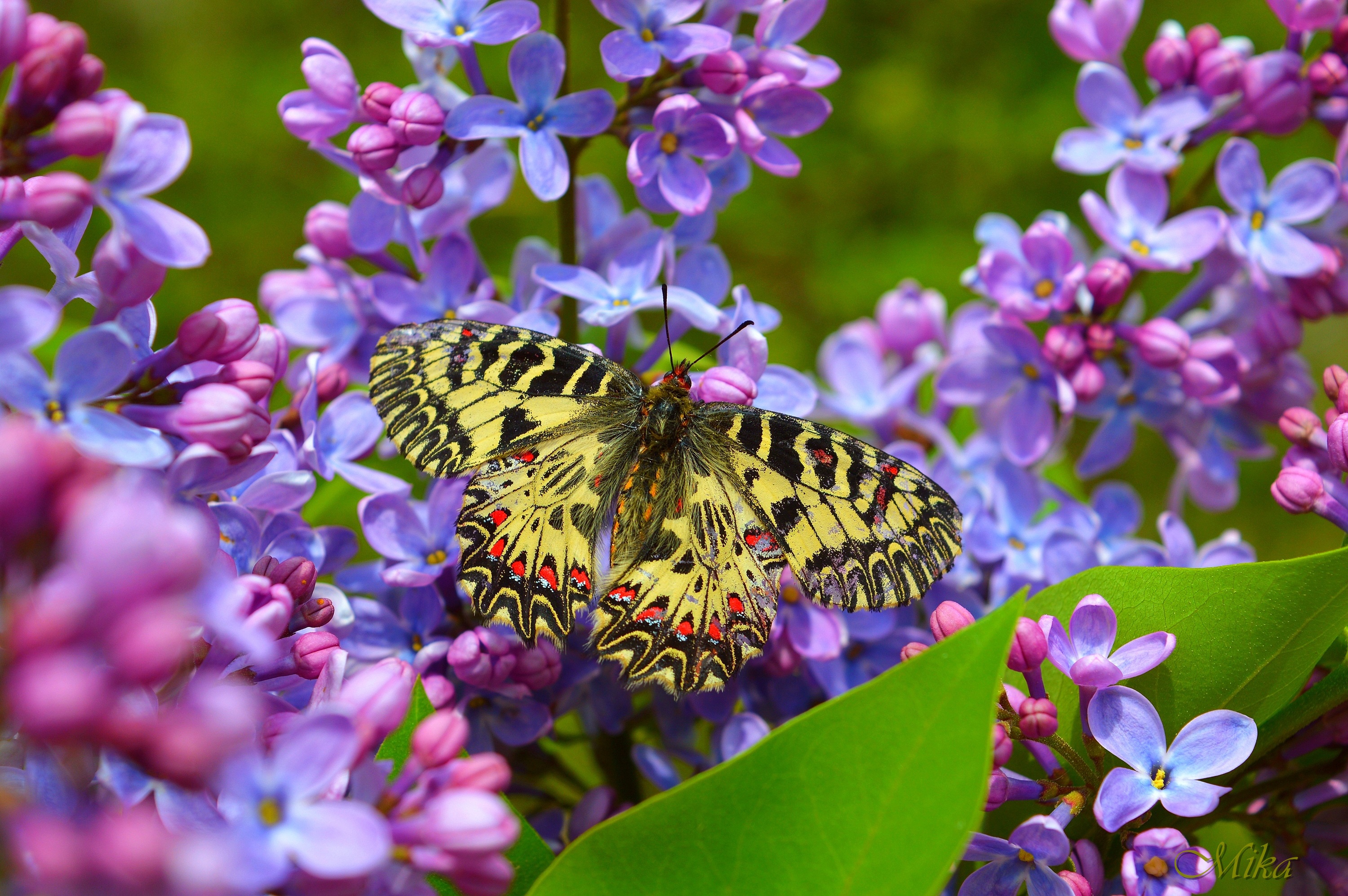 Download mobile wallpaper Flower, Macro, Insect, Butterfly, Animal for free.