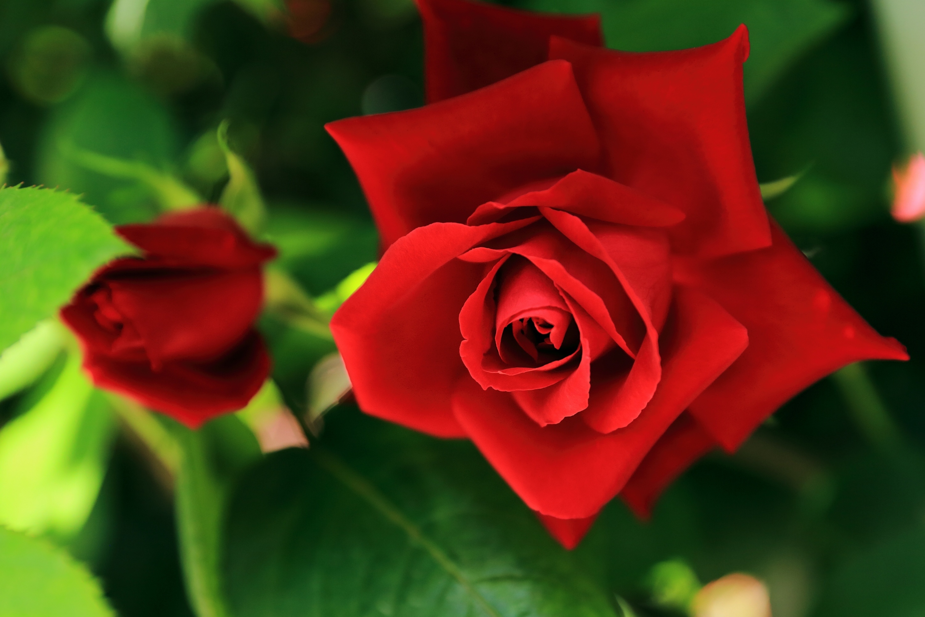 Скачать обои бесплатно Природа, Цветок, Роза, Бутон, Красная Роза, Красный Цветок, Земля/природа, Флауэрсы картинка на рабочий стол ПК