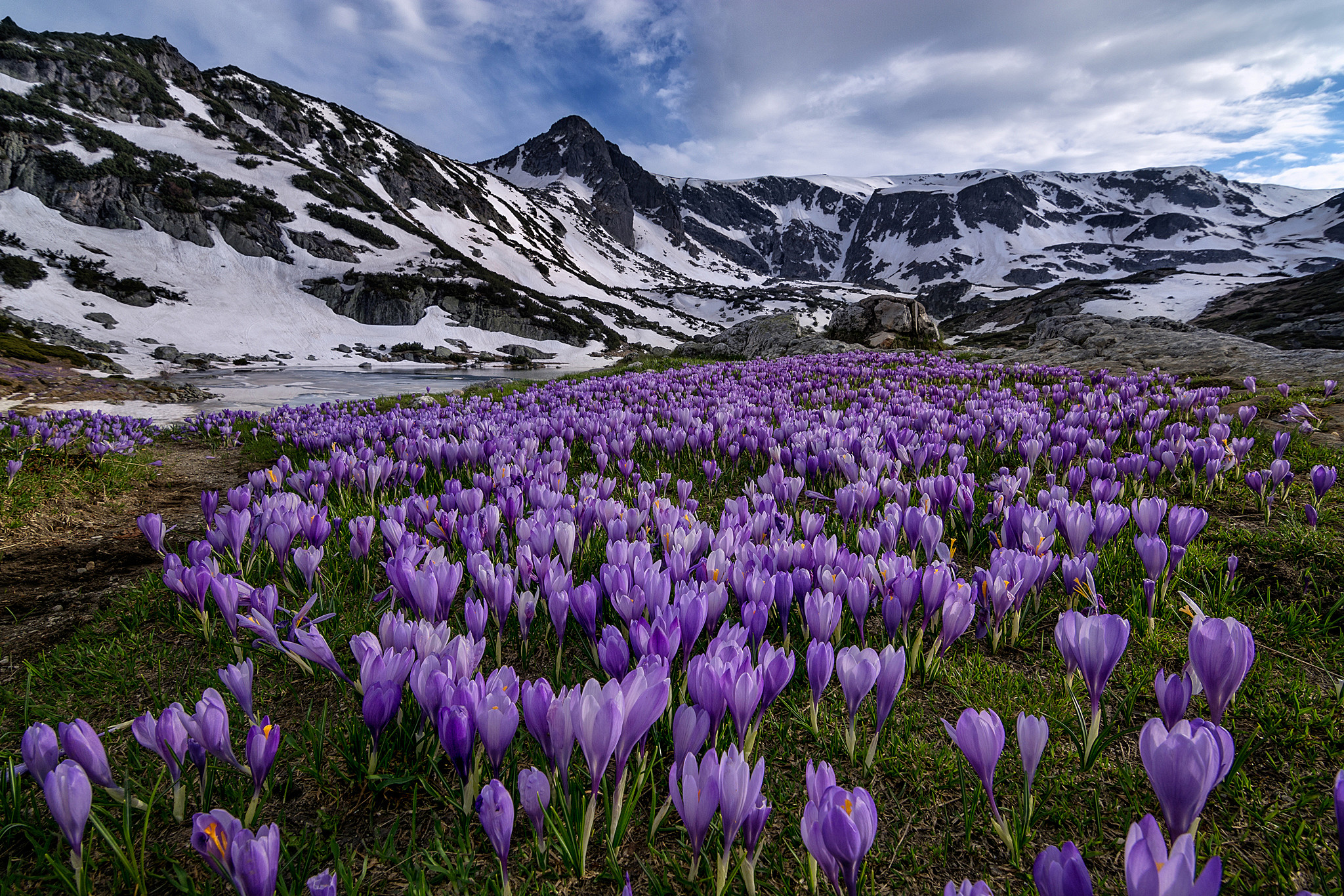 無料モバイル壁紙風景, フラワーズ, 雪, 山, 地球, クロッカス, 紫色の花をダウンロードします。