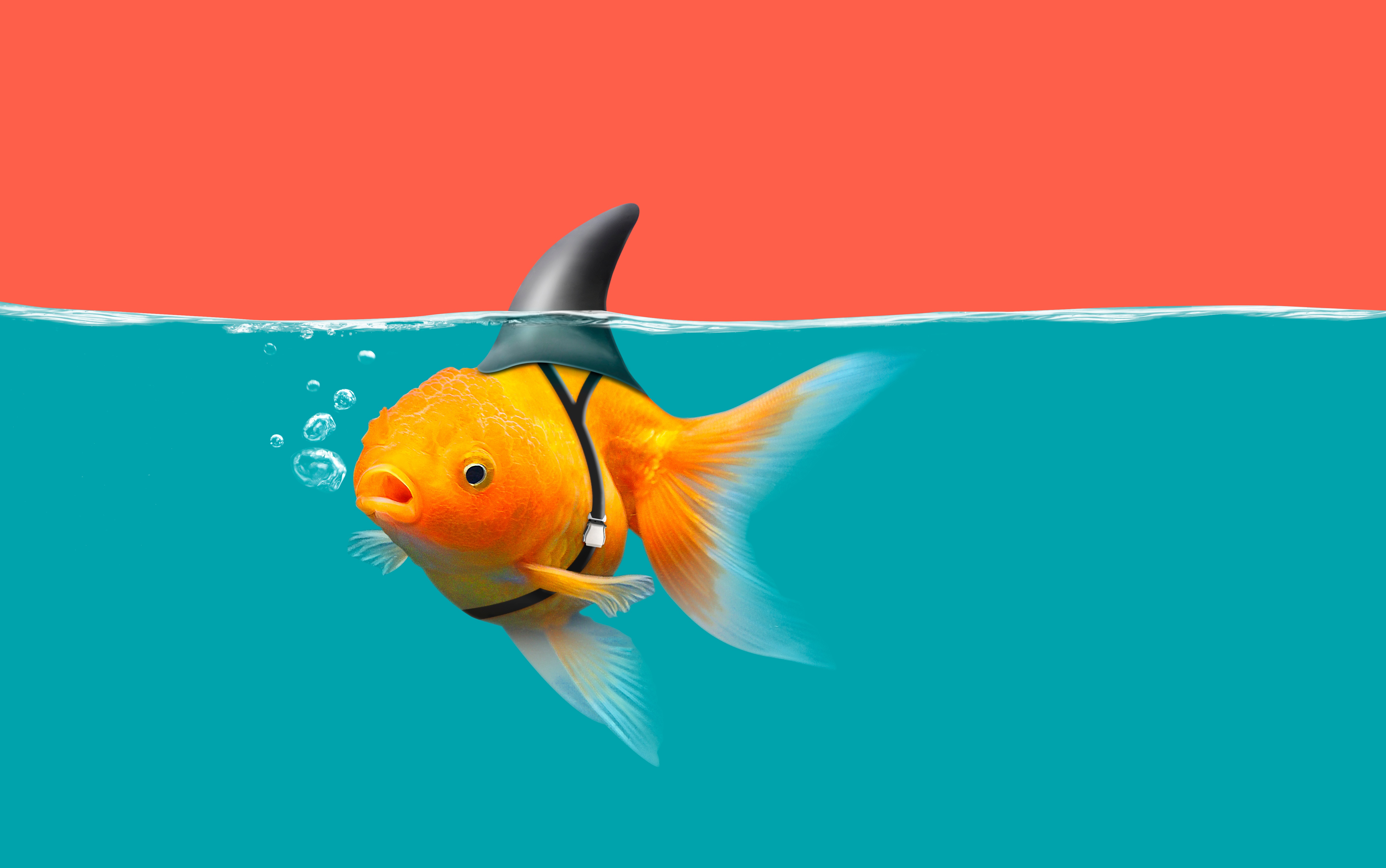 Download mobile wallpaper Fishes, Fish, Goldfish, Humor for free.