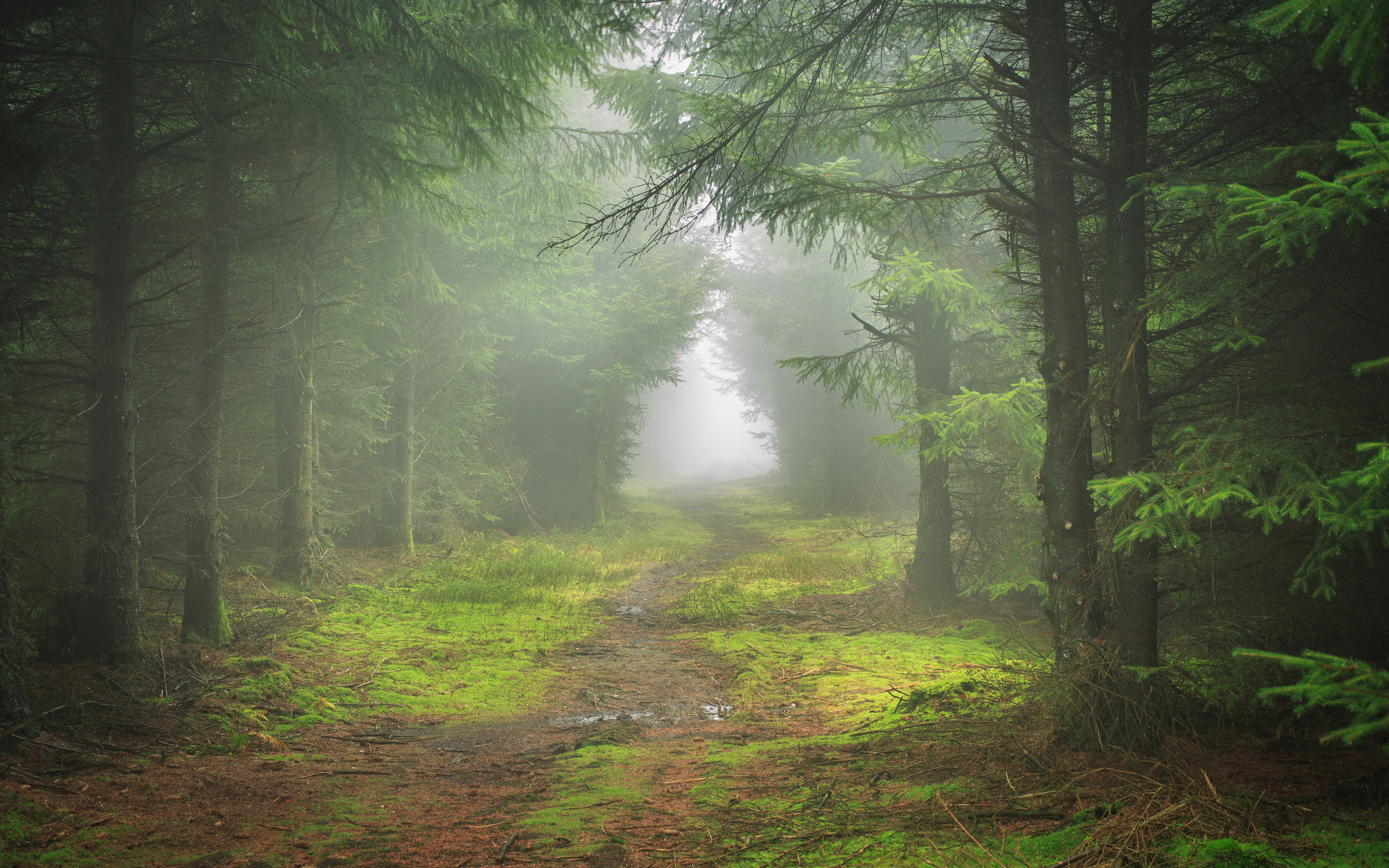Téléchargez des papiers peints mobile Forêt, Brouillard, Chemin, Terre/nature gratuitement.