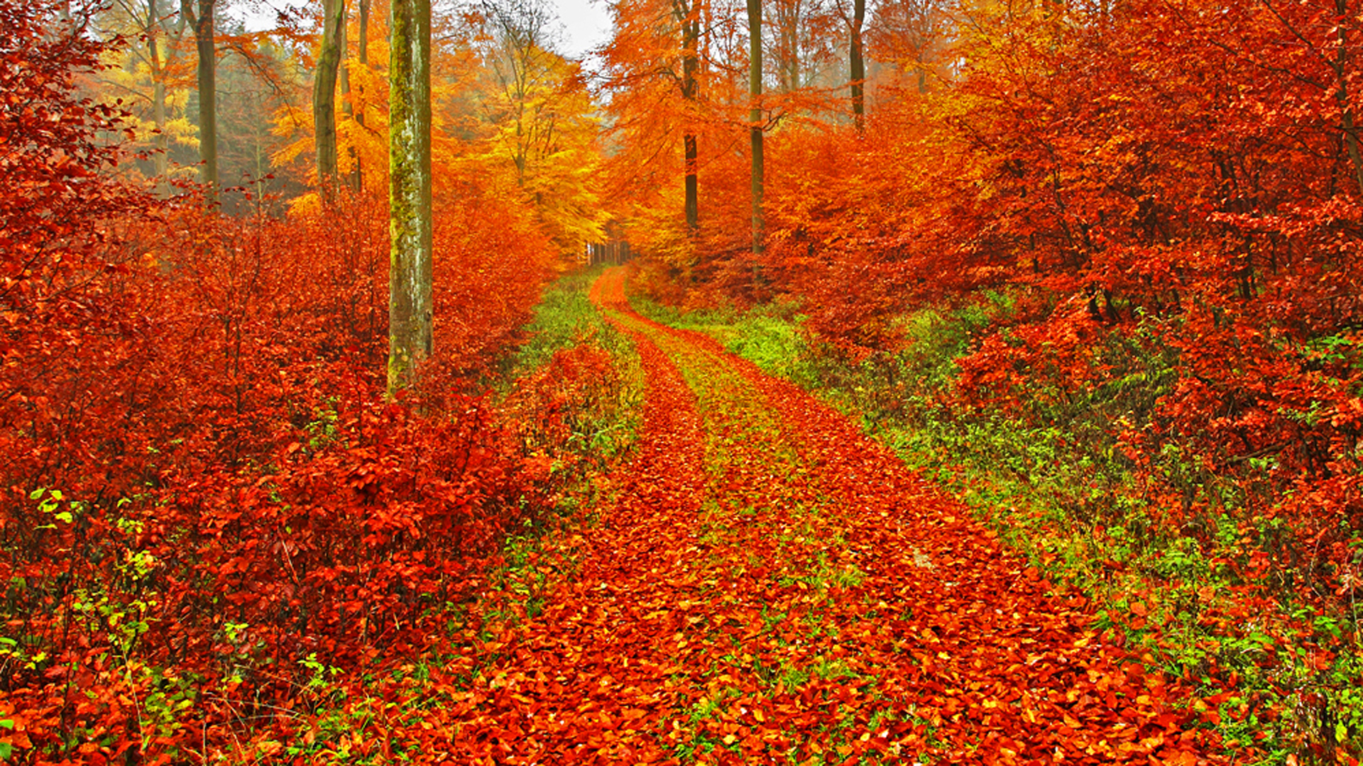 Handy-Wallpaper Herbst, Erde/natur kostenlos herunterladen.