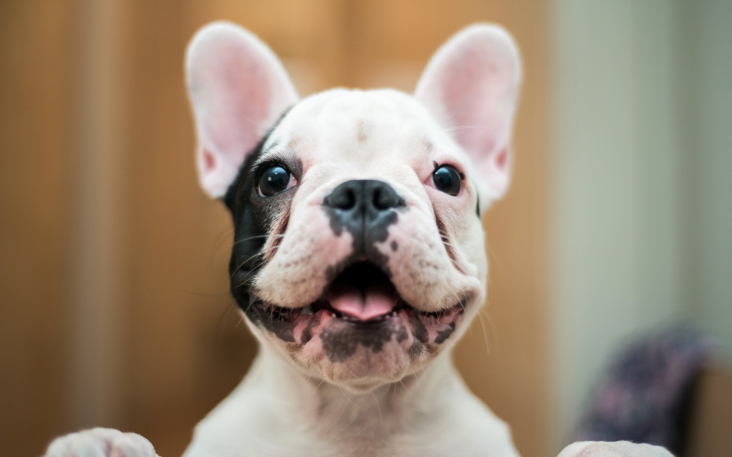 Téléchargez gratuitement l'image Animaux, Chiens, Chien, Museau, Fermer sur le bureau de votre PC