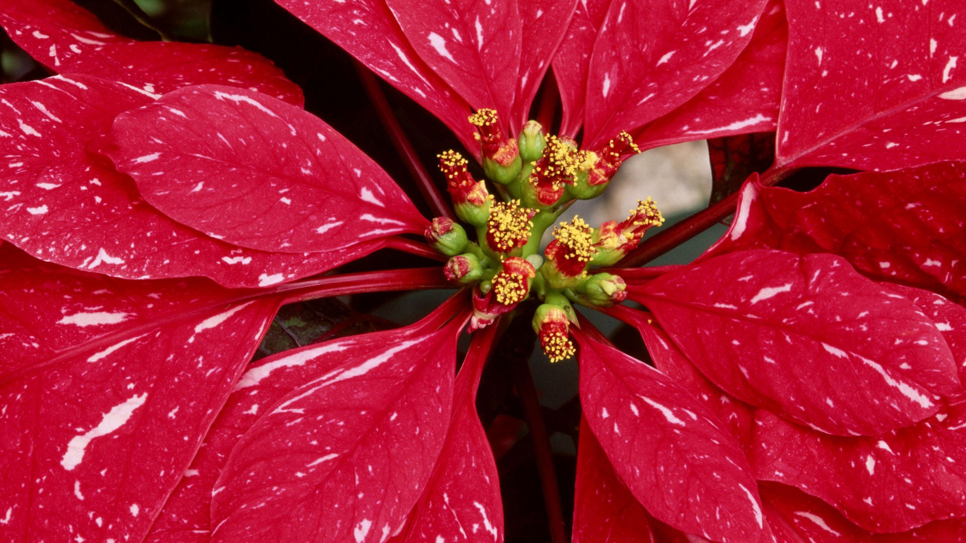 Laden Sie das Blumen, Blume, Erde/natur-Bild kostenlos auf Ihren PC-Desktop herunter