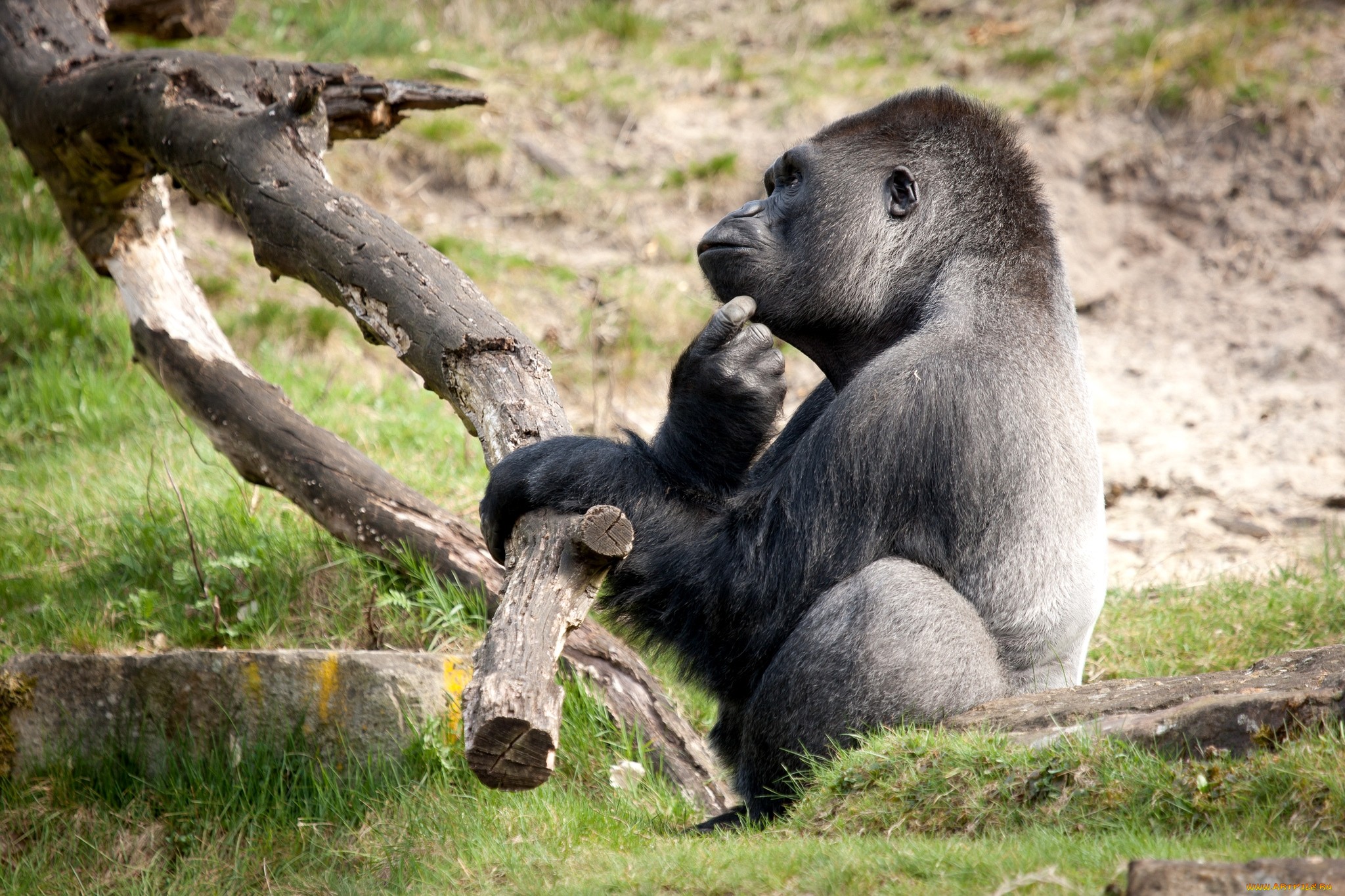 Завантажити шпалери безкоштовно Мавпи, Горила, Тварина картинка на робочий стіл ПК