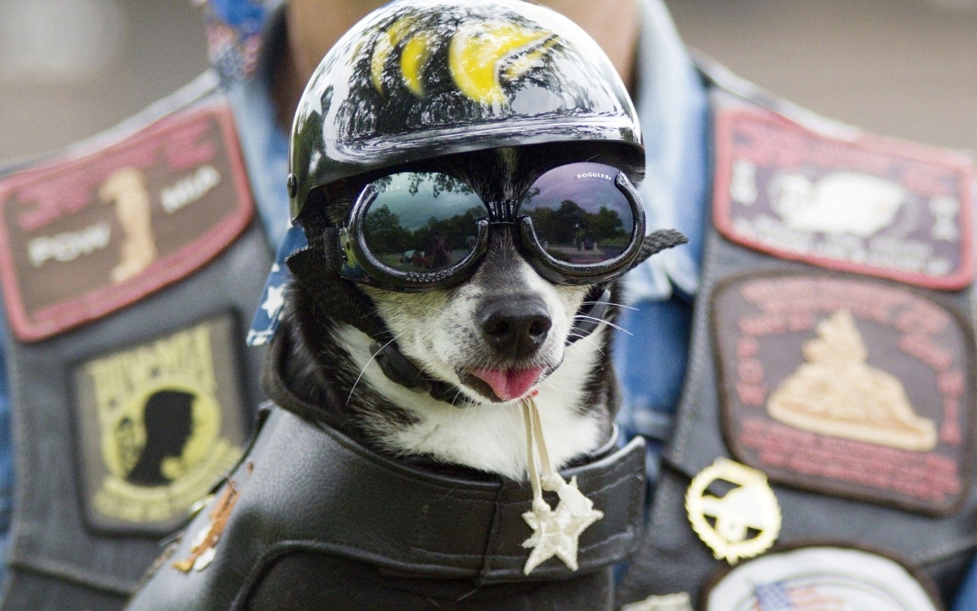 Download mobile wallpaper Helmet, Animals, Muzzle, Glasses, Spectacles, Dog for free.