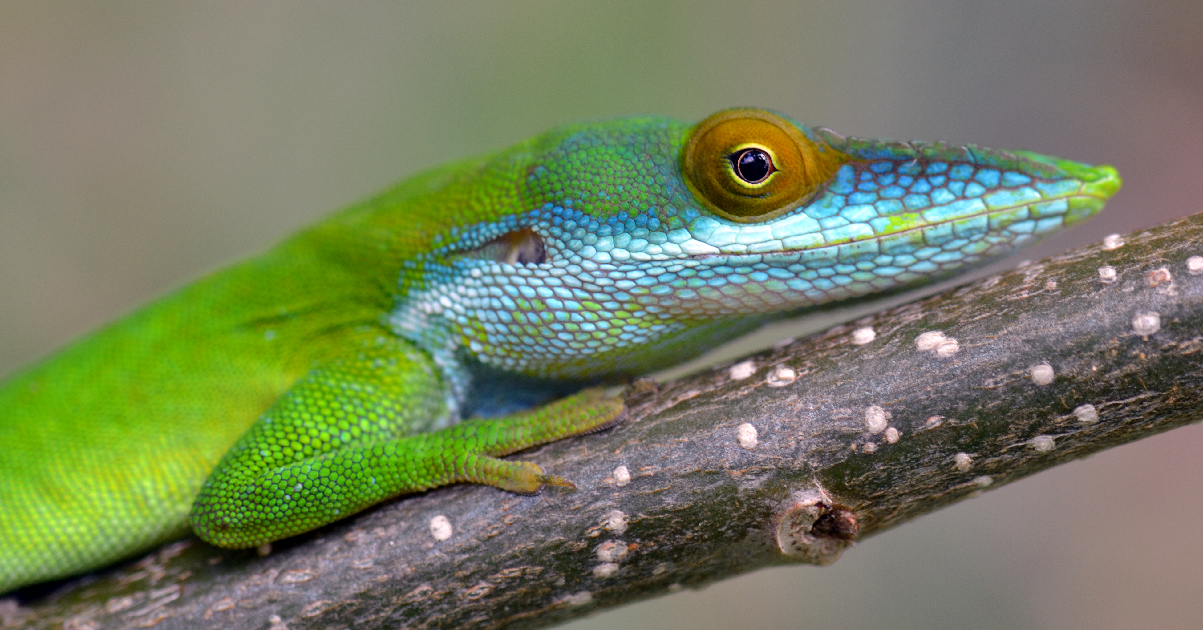 367830 descargar fondo de pantalla animales, anolis verde, reptiles: protectores de pantalla e imágenes gratis