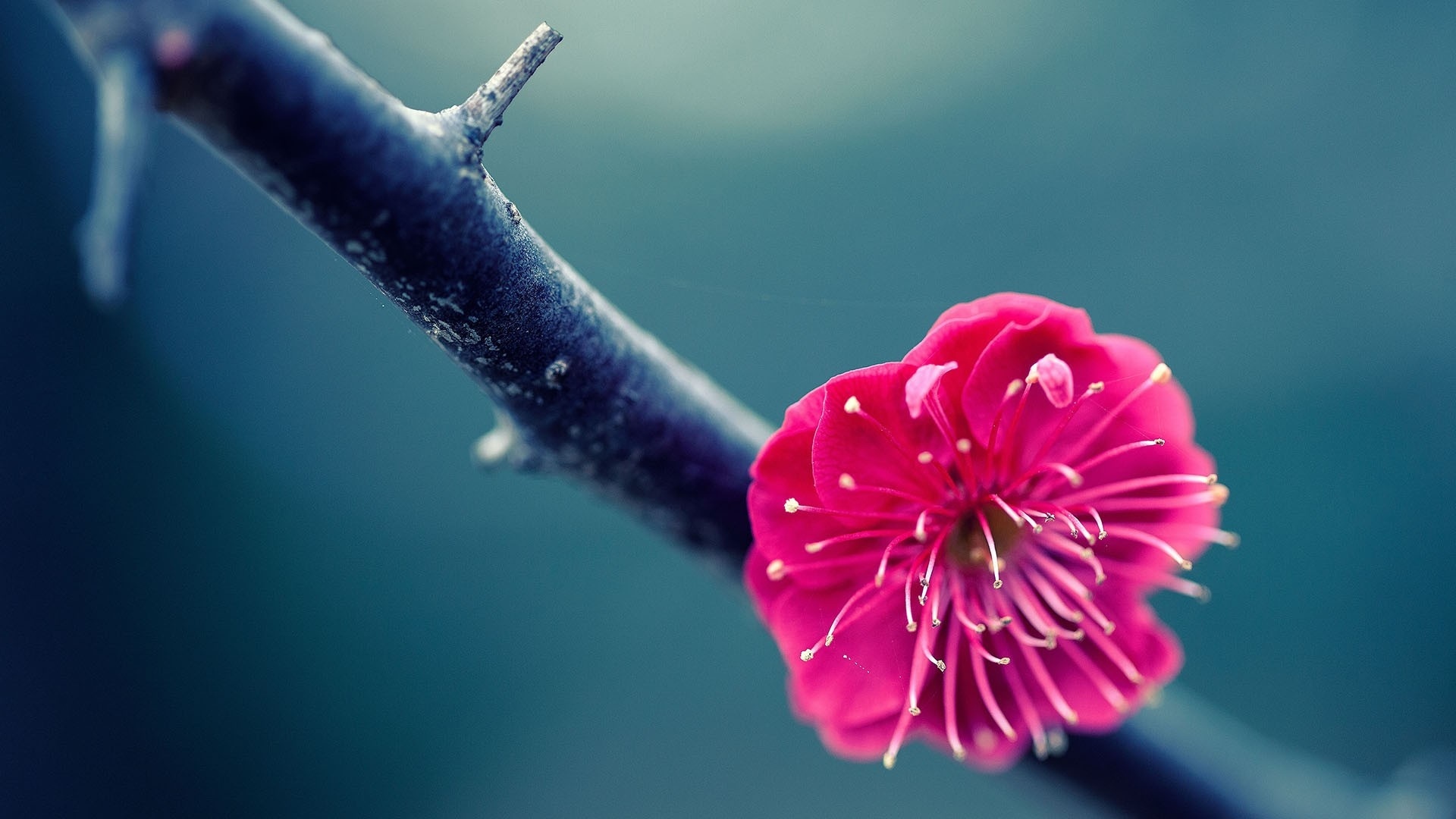 Free download wallpaper Blossom, Flowers, Earth on your PC desktop