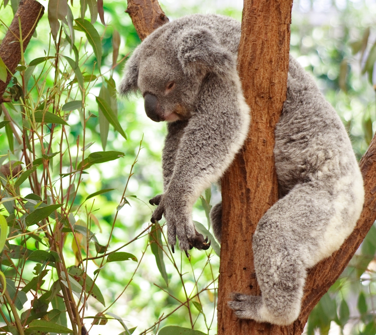 Handy-Wallpaper Tiere, Koala kostenlos herunterladen.