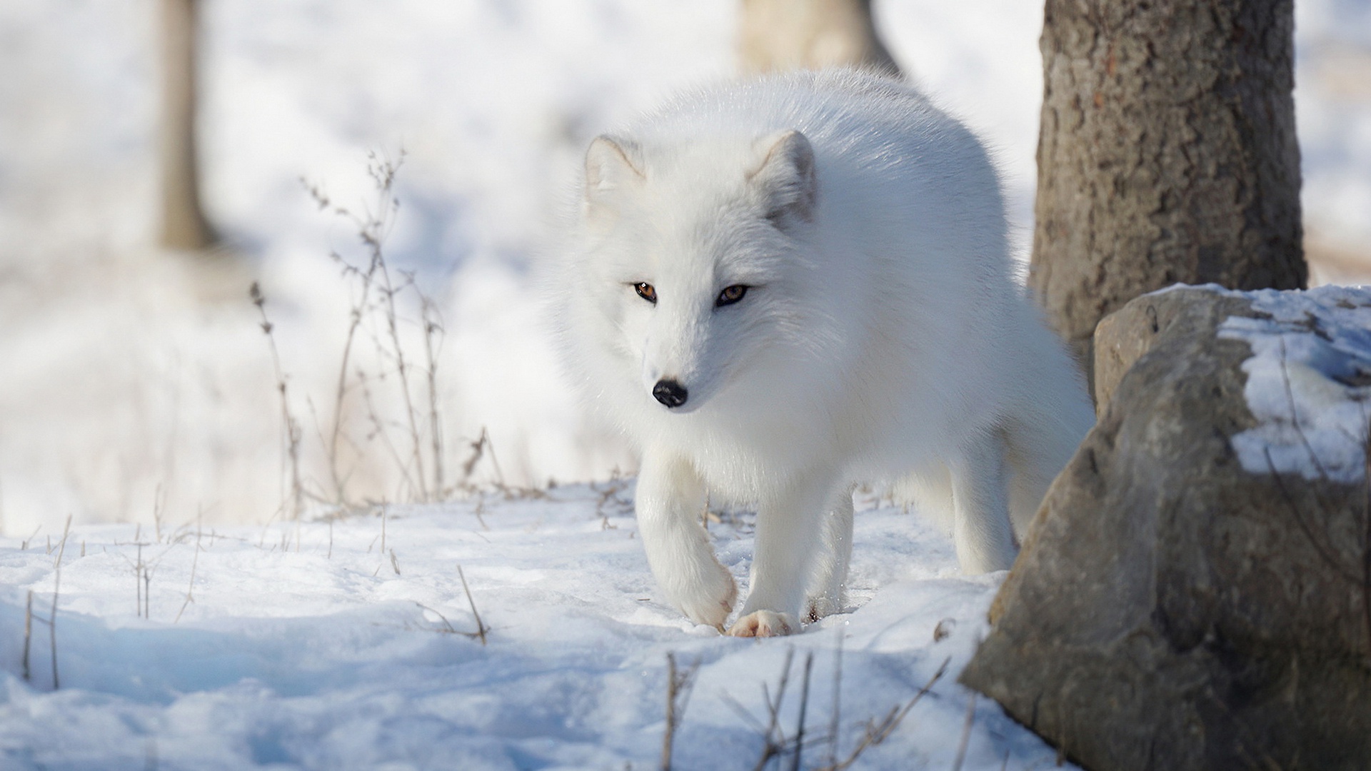 Free download wallpaper Dogs, Fox, Animal, Arctic Fox on your PC desktop