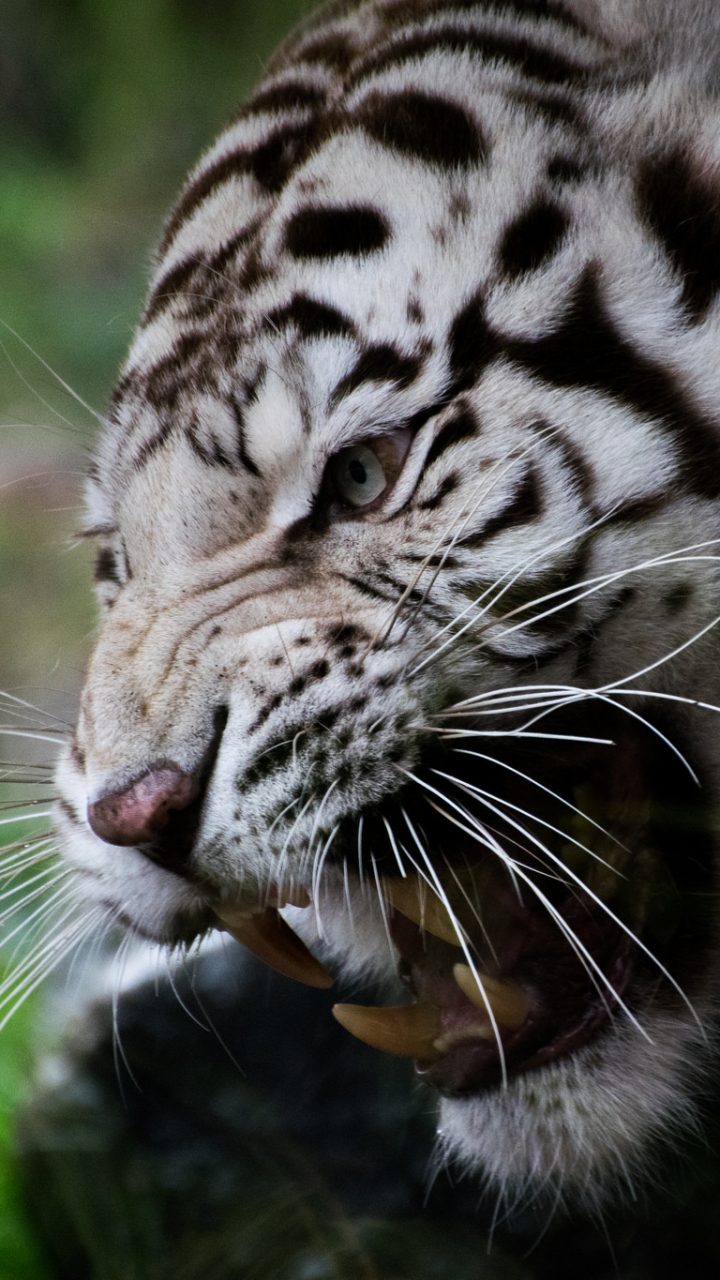 Download mobile wallpaper Cats, Tiger, Fangs, Animal, White Tiger for free.