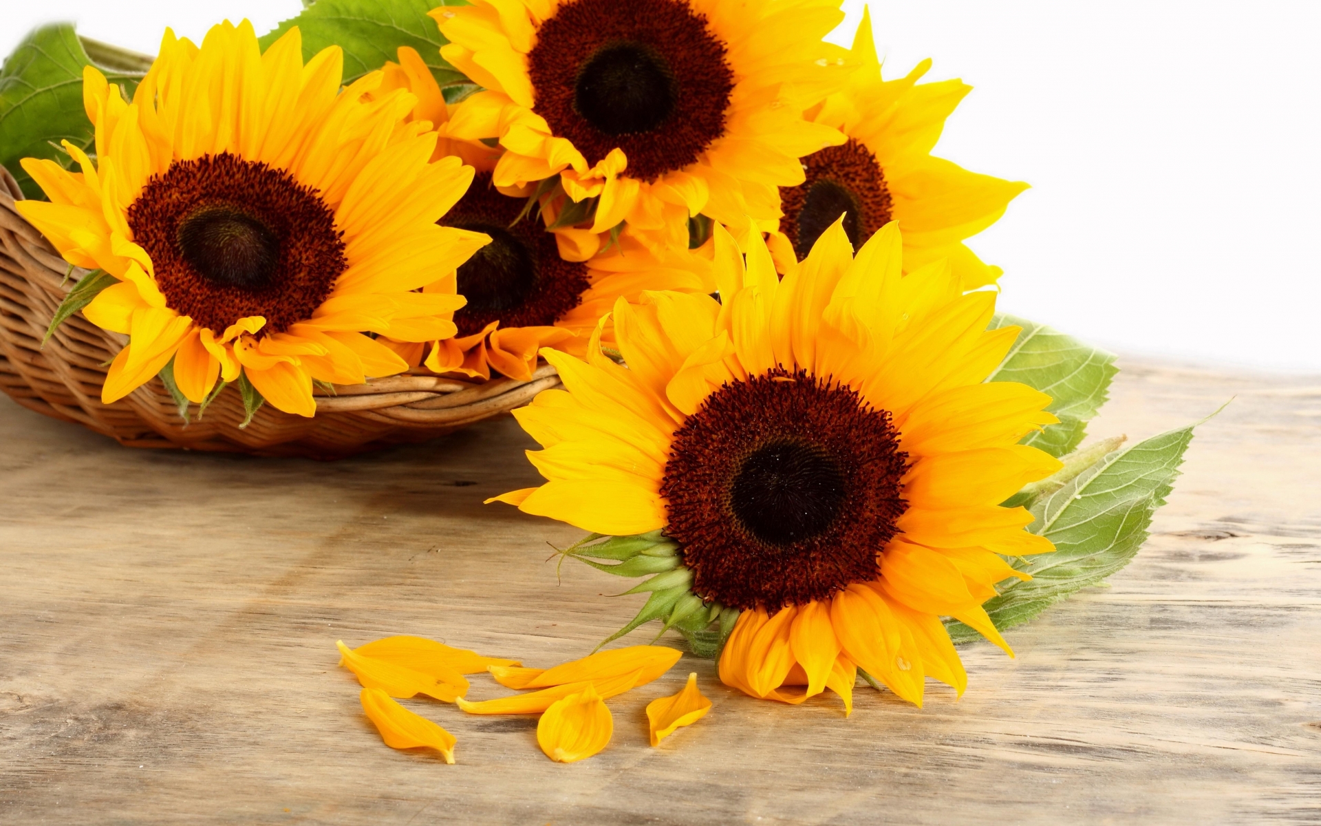 Handy-Wallpaper Sonnenblume, Blumen, Erde/natur kostenlos herunterladen.