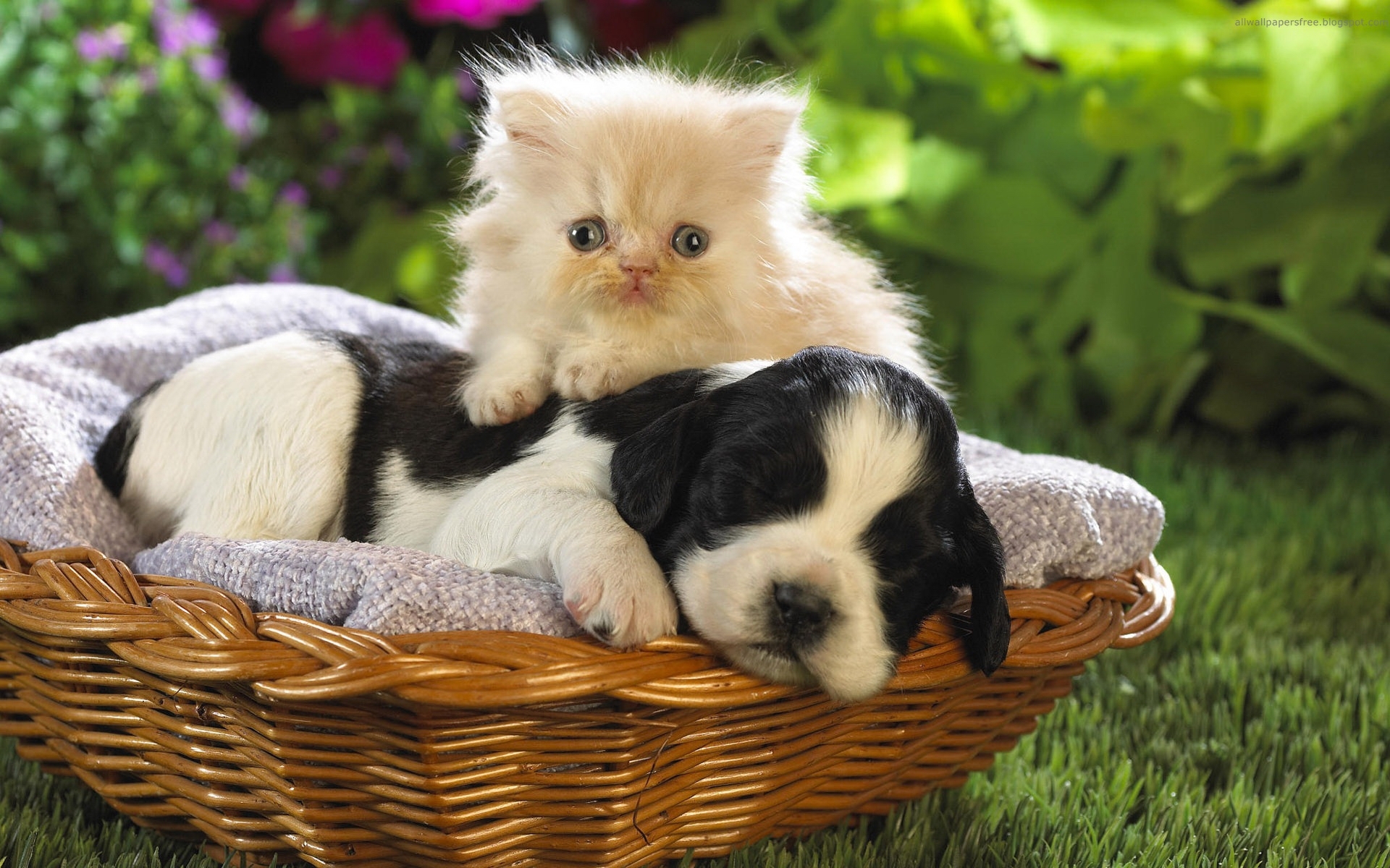 Laden Sie das Tiere, Hunde, Katzen-Bild kostenlos auf Ihren PC-Desktop herunter