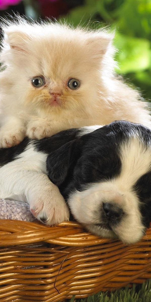 Hintergrundbild für Handys: Tiere, Katzen, Hunde, 27656 Bild kostenlos