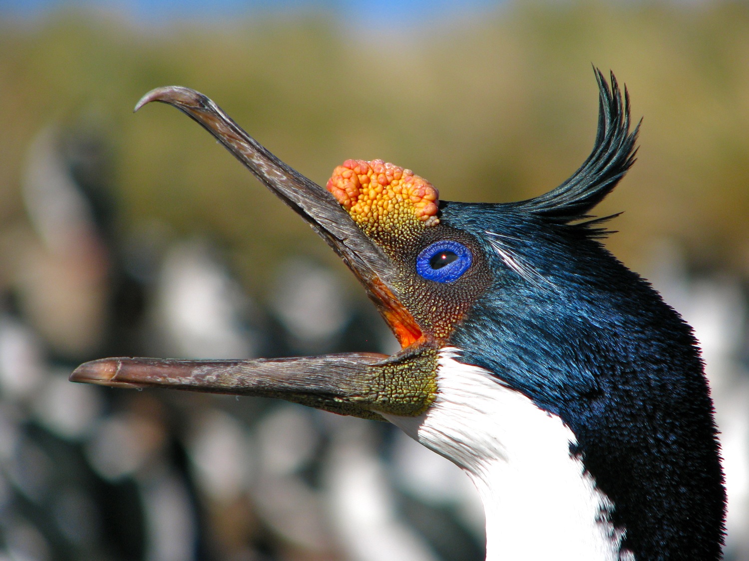 animal, imperial shag, bird, birds cell phone wallpapers