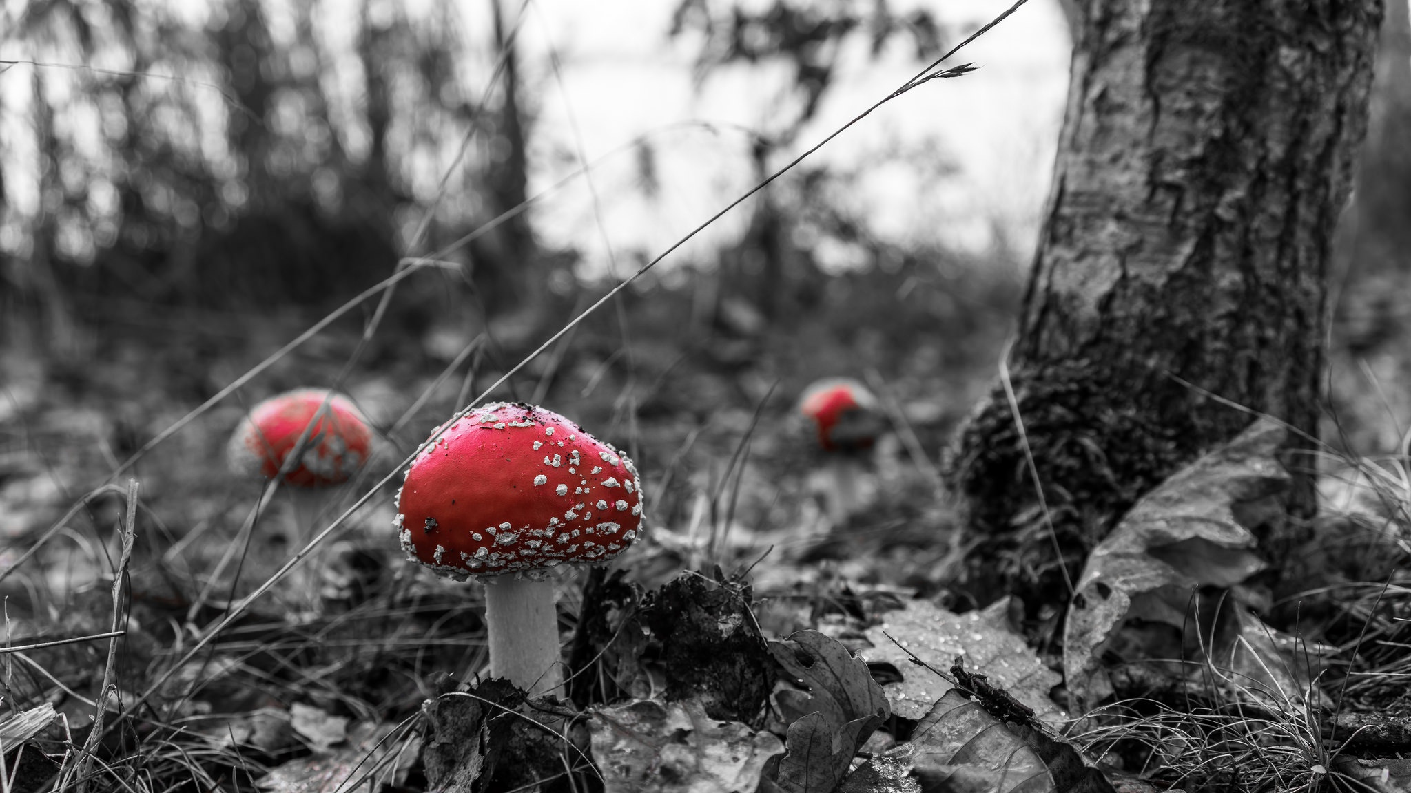 Free download wallpaper Nature, Close Up, Fall, Earth, Mushroom, Selective Color on your PC desktop