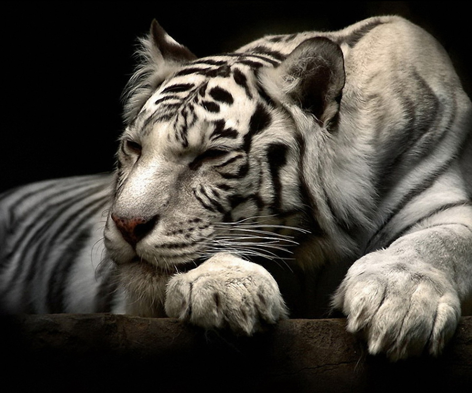 Download mobile wallpaper Cats, Tiger, Animal, White Tiger for free.