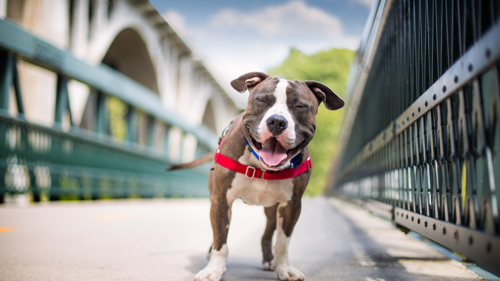 Handy-Wallpaper Hunde, Hund, Tiere kostenlos herunterladen.