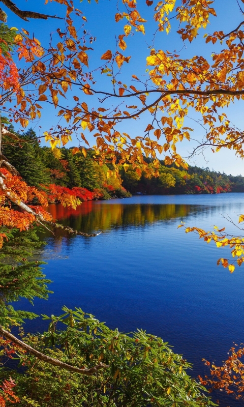 Descarga gratuita de fondo de pantalla para móvil de Otoño, Lago, Árbol, Tierra/naturaleza.