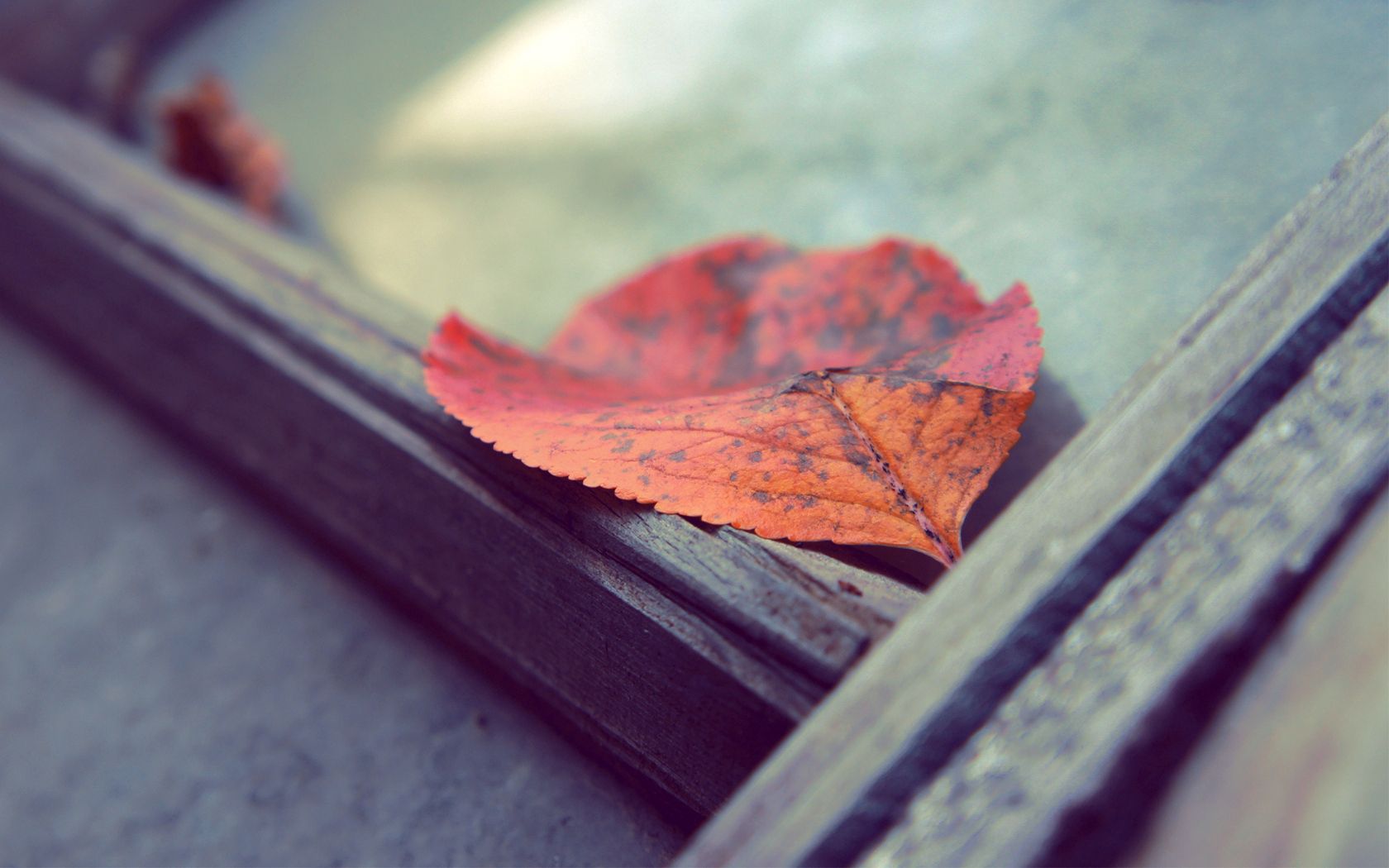 sheet, autumn, macro, surface, leaf, fallen Full HD
