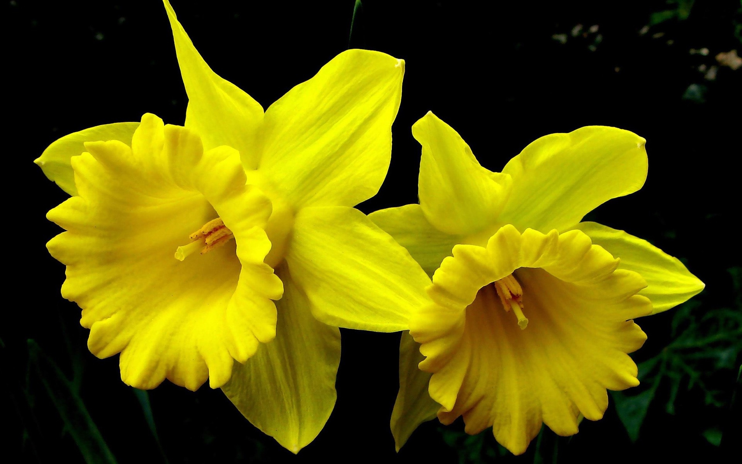 Скачать обои бесплатно Цветок, Нарцисс, Желтый Цветок, Земля/природа, Флауэрсы картинка на рабочий стол ПК