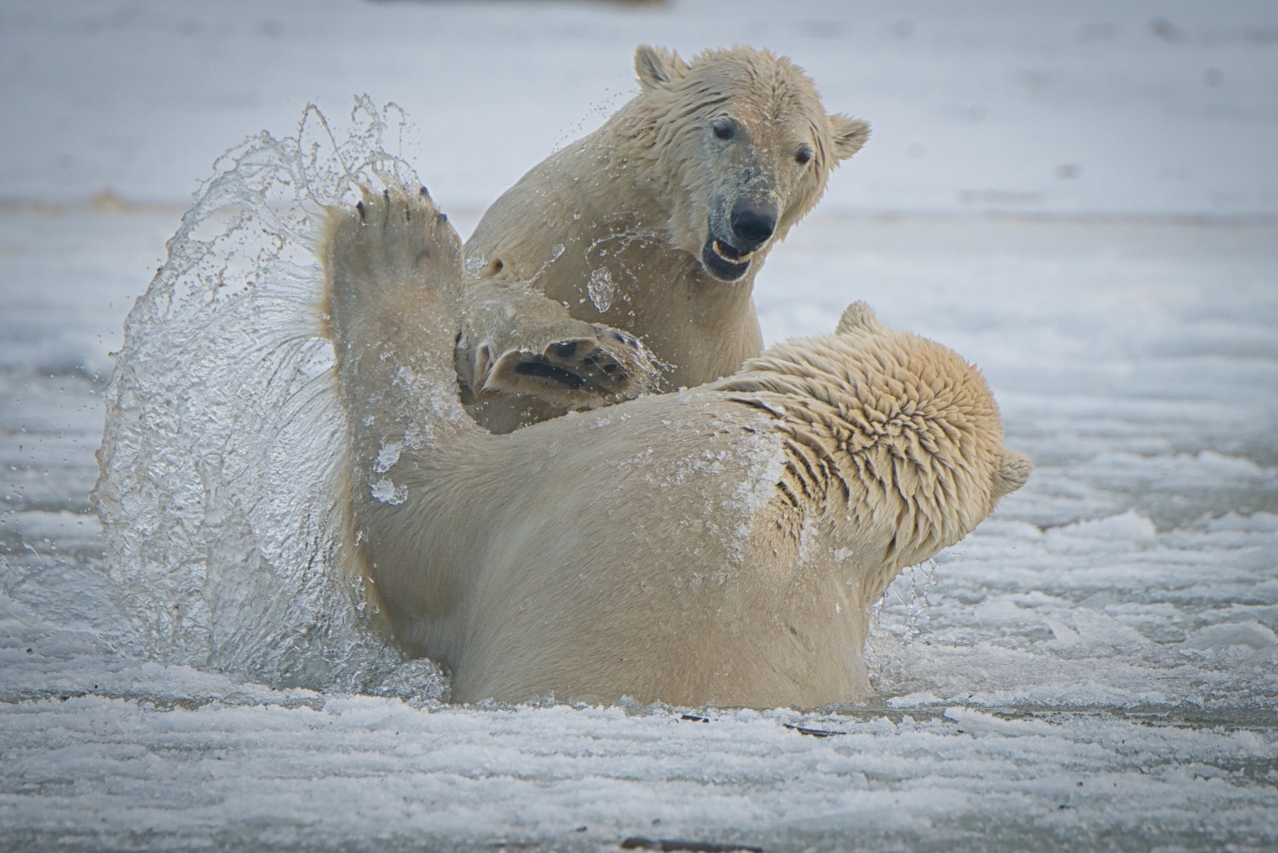 Download mobile wallpaper Bears, Bear, Animal, Polar Bear, Alaska for free.