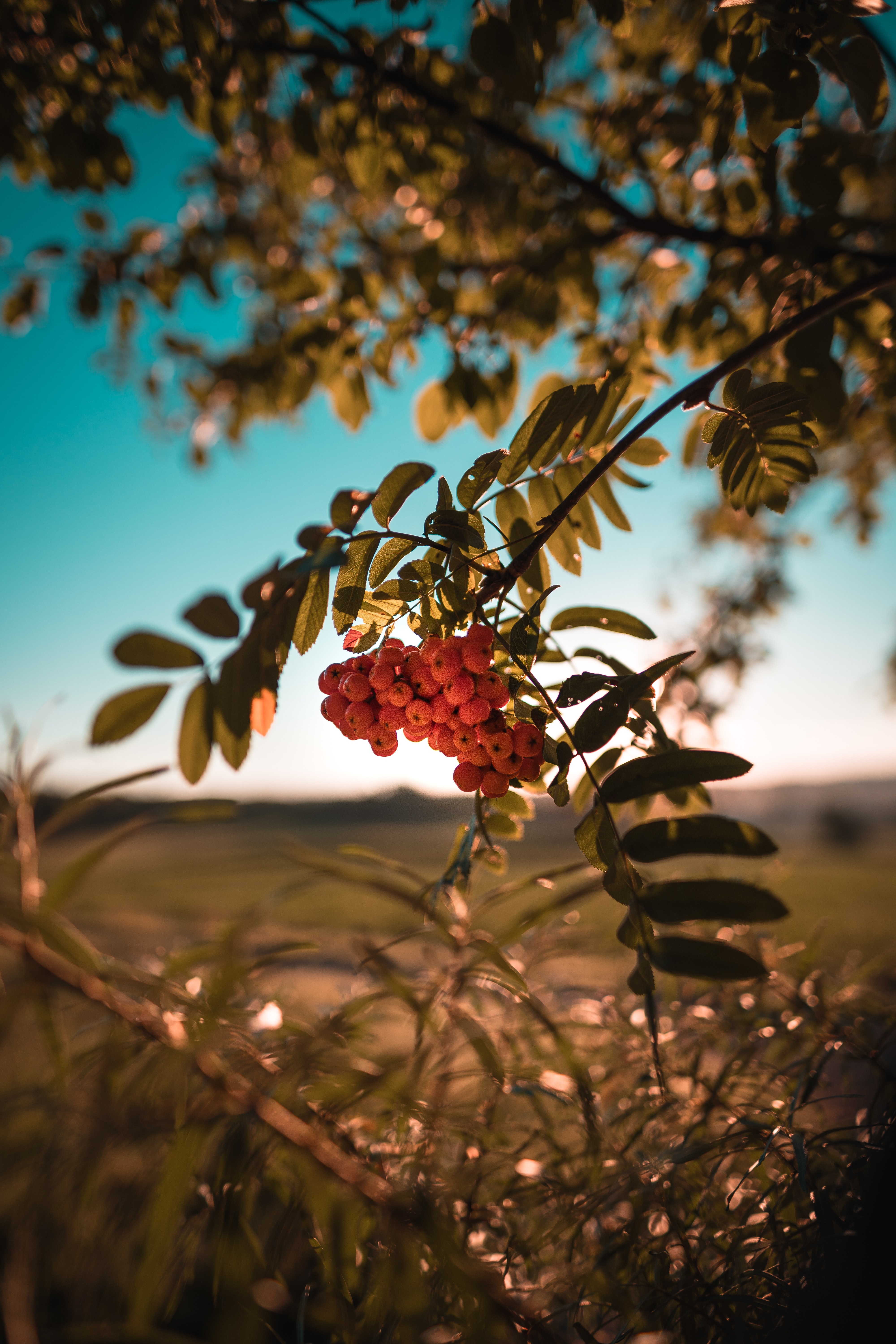 branch, nature, berries, plant, bunch, rowan for android