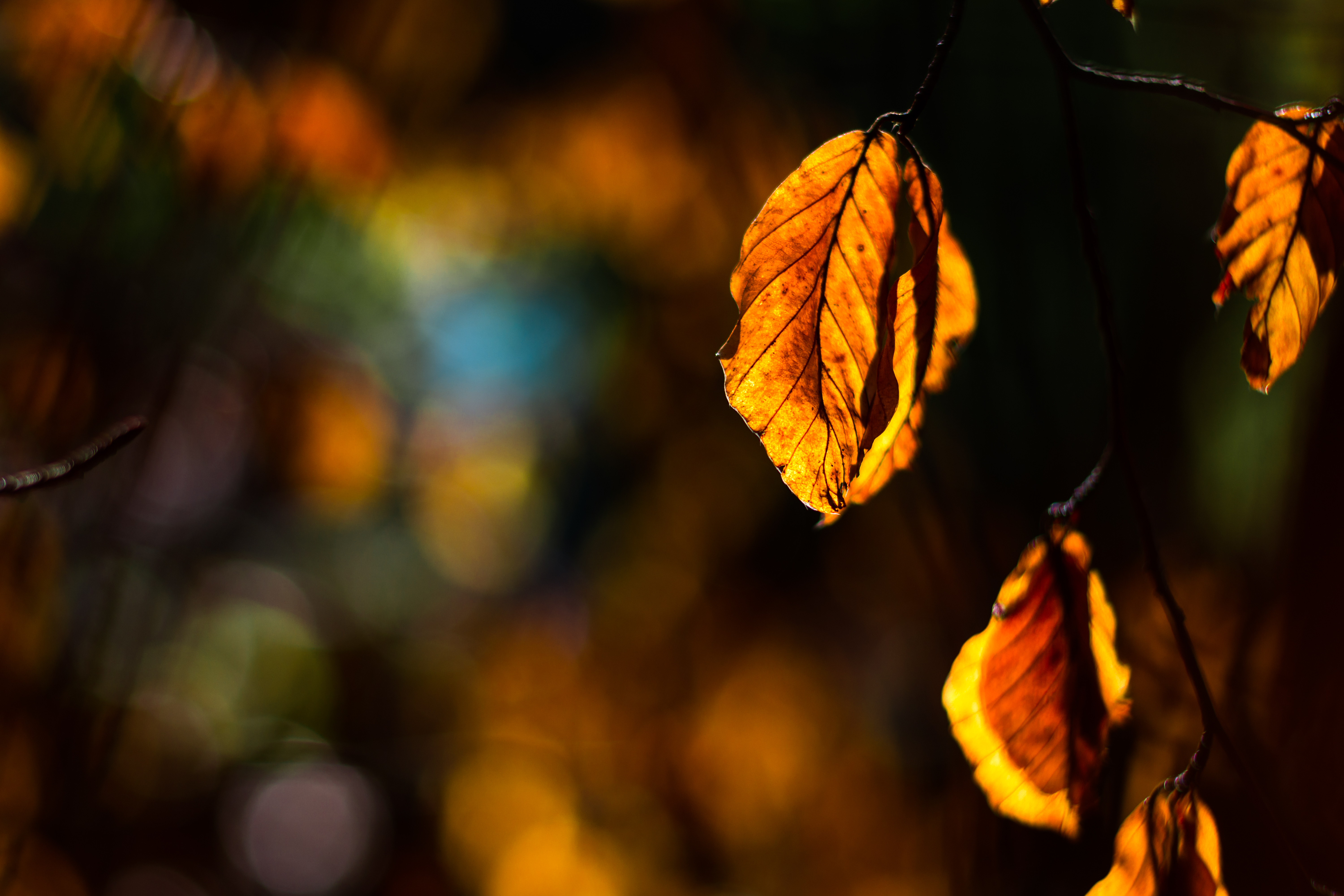 Download mobile wallpaper Branch, Sheet, Leaf, Sunlight, Autumn, Sun Rays, Nature for free.