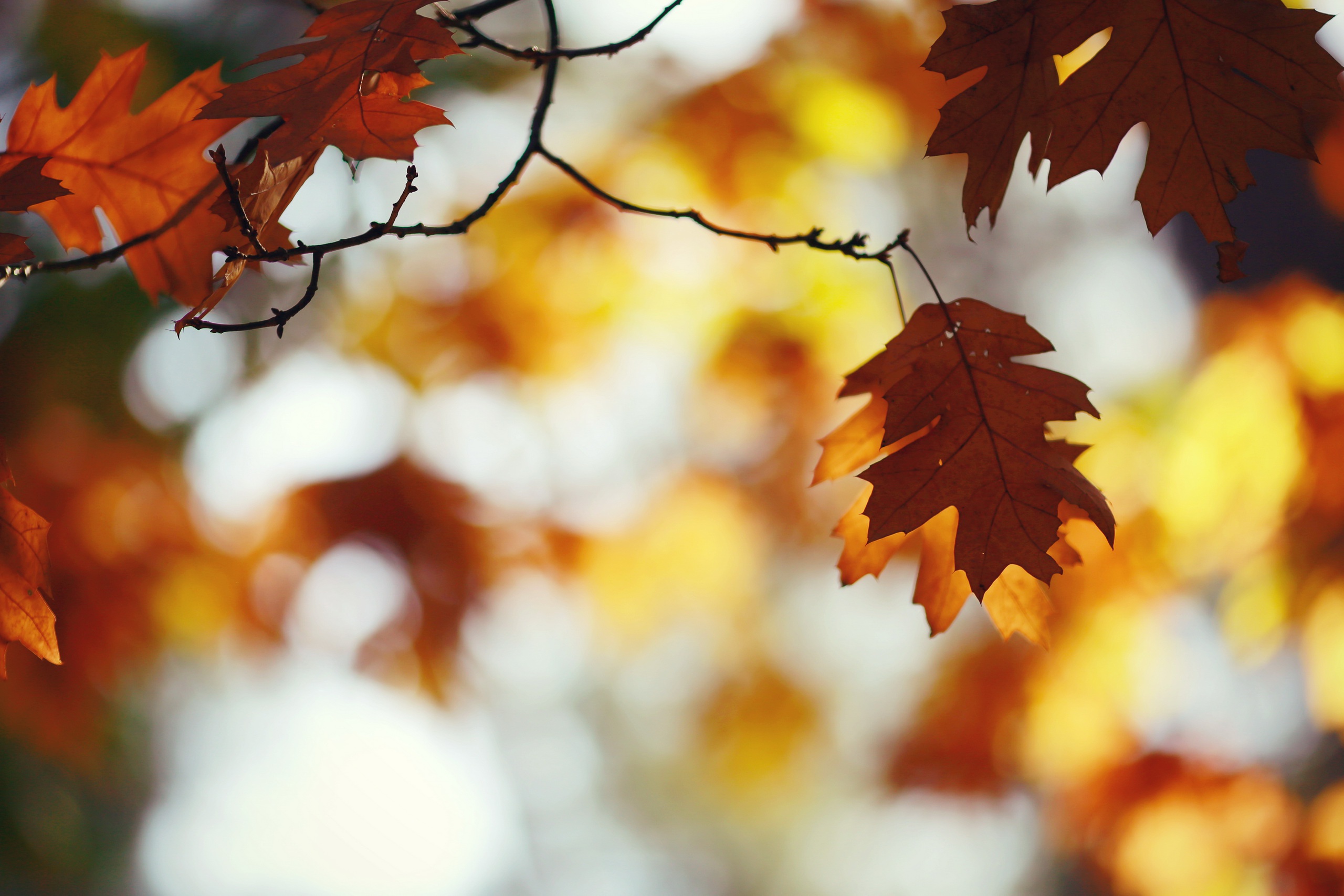 Скачать картинку Природа, Осень, Лист, Земля/природа, Глубина Резкости в телефон бесплатно.