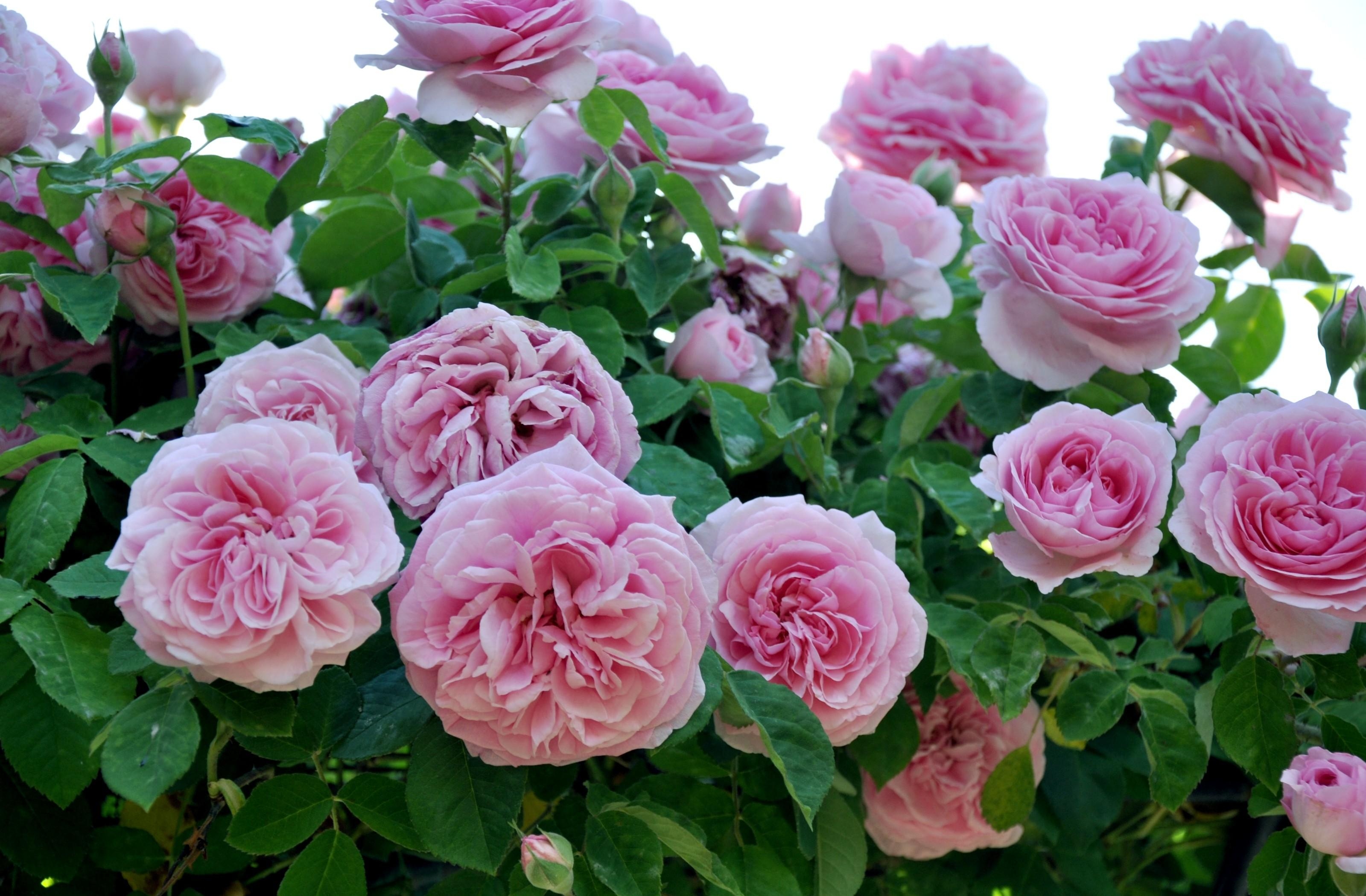 145286 скачать обои сад, розы, крупный план, цветы, розовые - заставки и картинки бесплатно