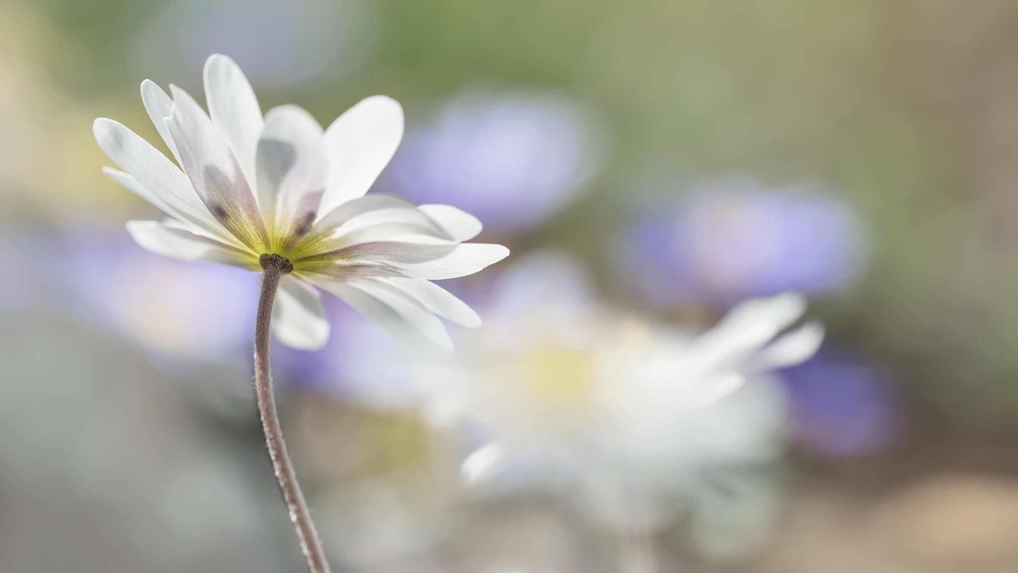 Descarga gratuita de fondo de pantalla para móvil de Flores, Flor, Flor Blanca, Tierra/naturaleza, Macrofotografía.