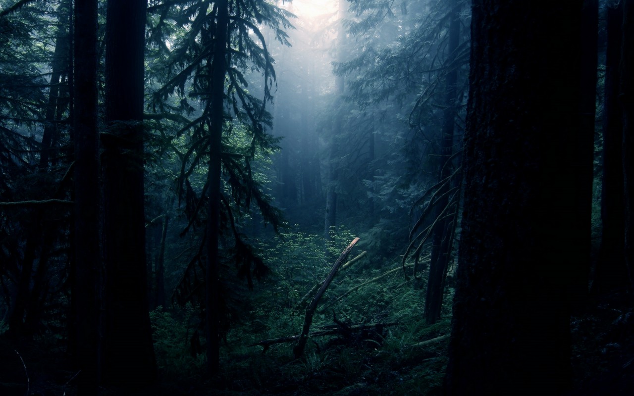 Download mobile wallpaper Forest, Earth for free.