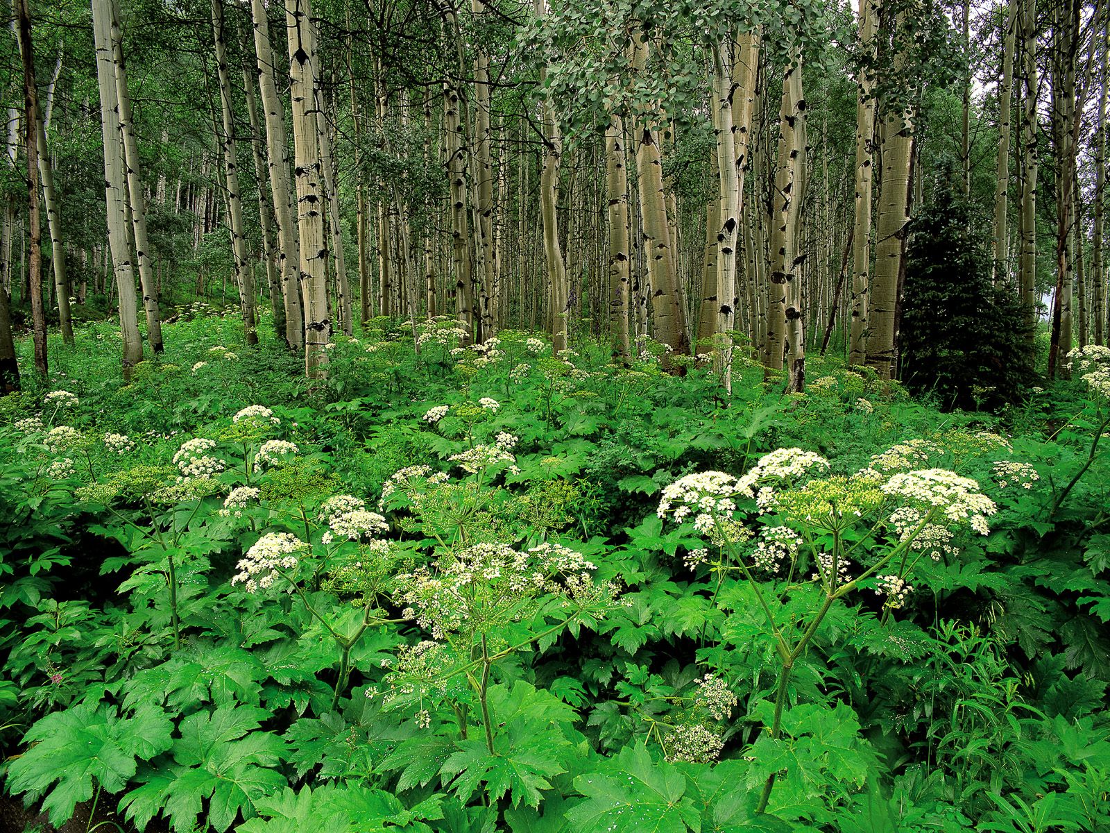 Descarga gratuita de fondo de pantalla para móvil de Planta, Bosque, Árbol, Primavera, Tierra/naturaleza.