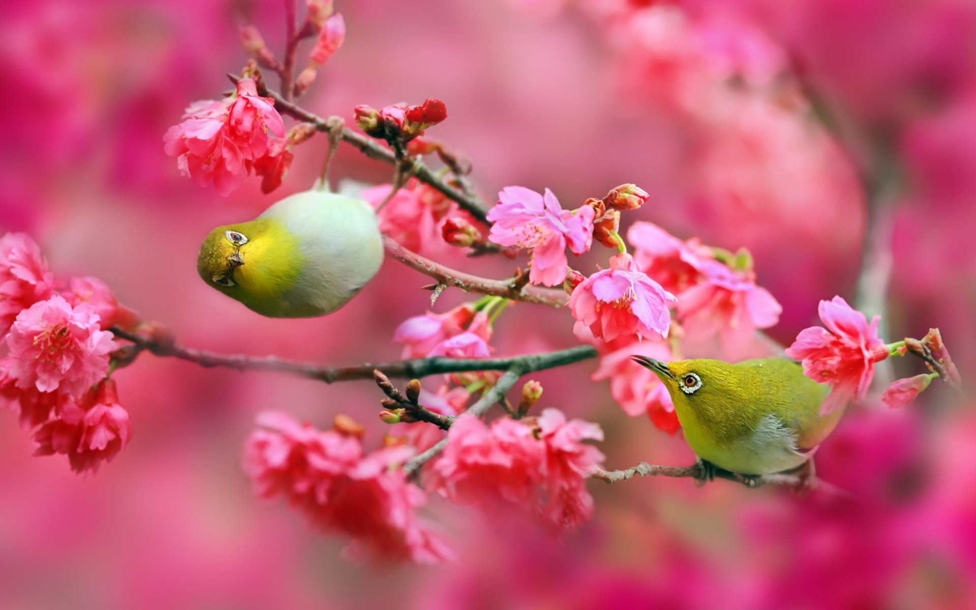 338213 Hintergrundbild herunterladen tiere, japanbrillenvogel, vögel - Bildschirmschoner und Bilder kostenlos
