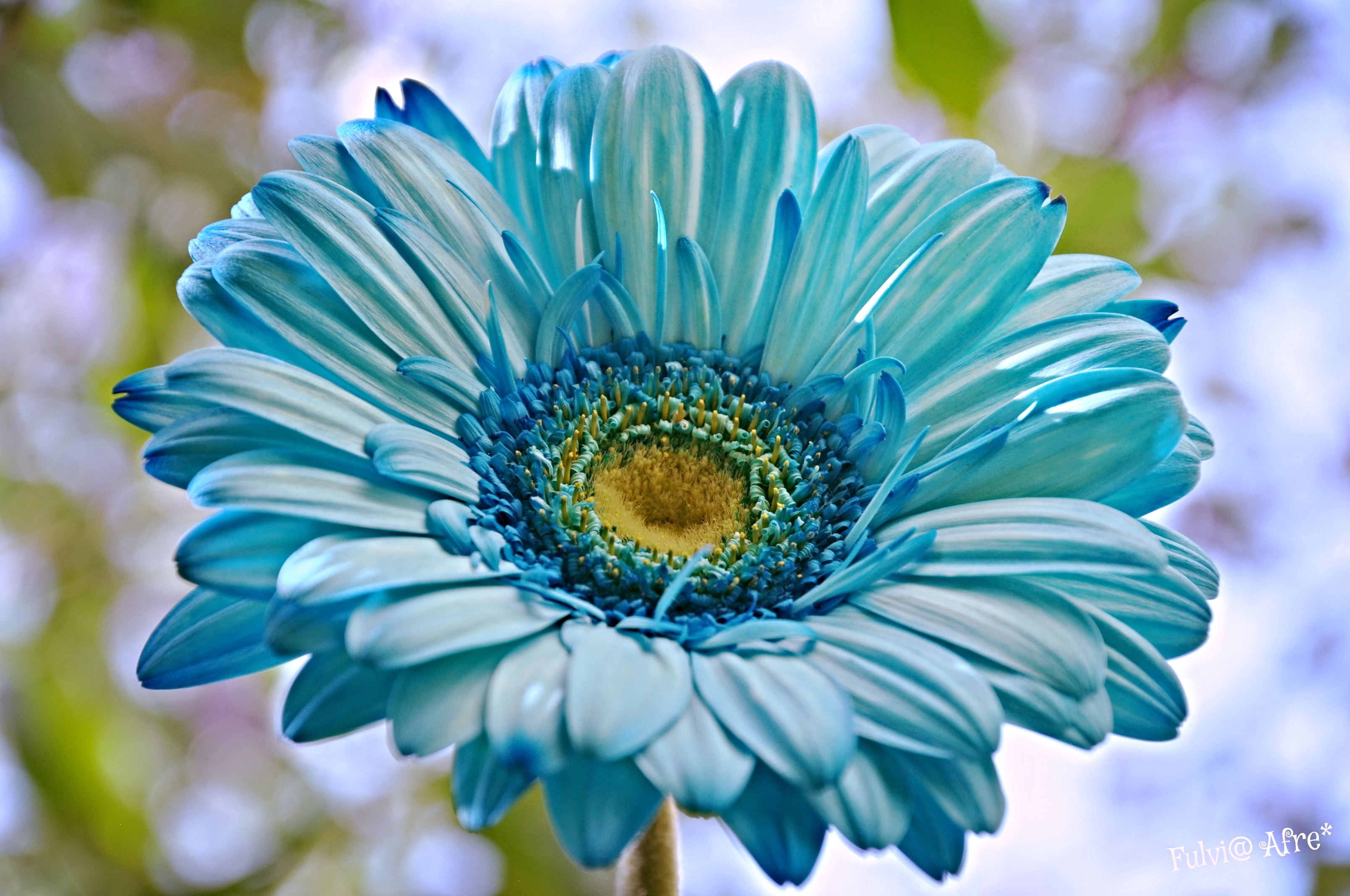 Download mobile wallpaper Flowers, Flower, Close Up, Earth, Gerbera, Blue Flower for free.