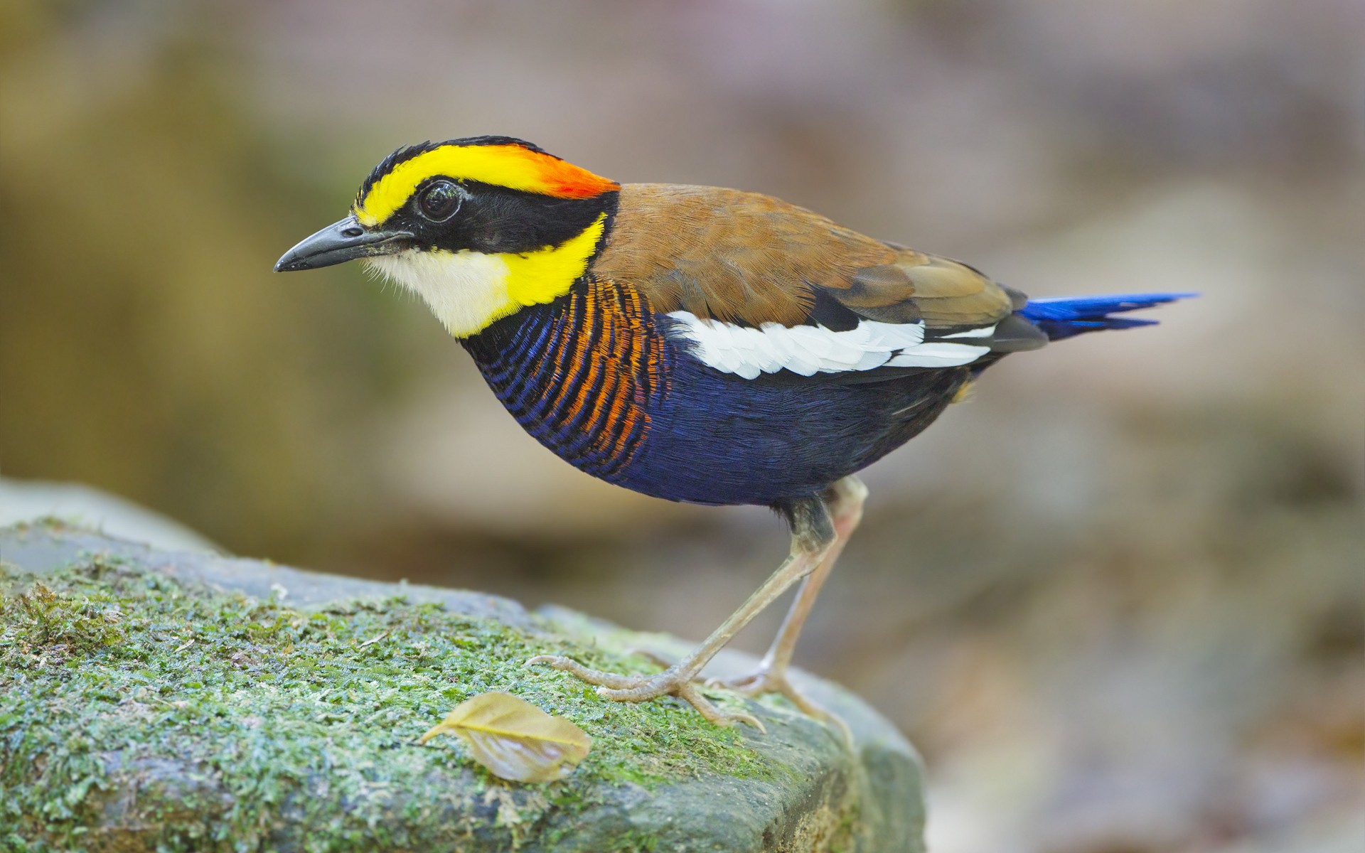 Download mobile wallpaper Malayan Banded Pitta, Bird, Birds, Animal for free.