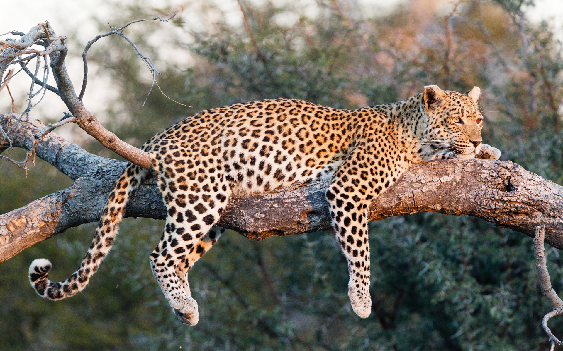 Скачати мобільні шпалери Леопард, Коти, Природа, Тварина безкоштовно.