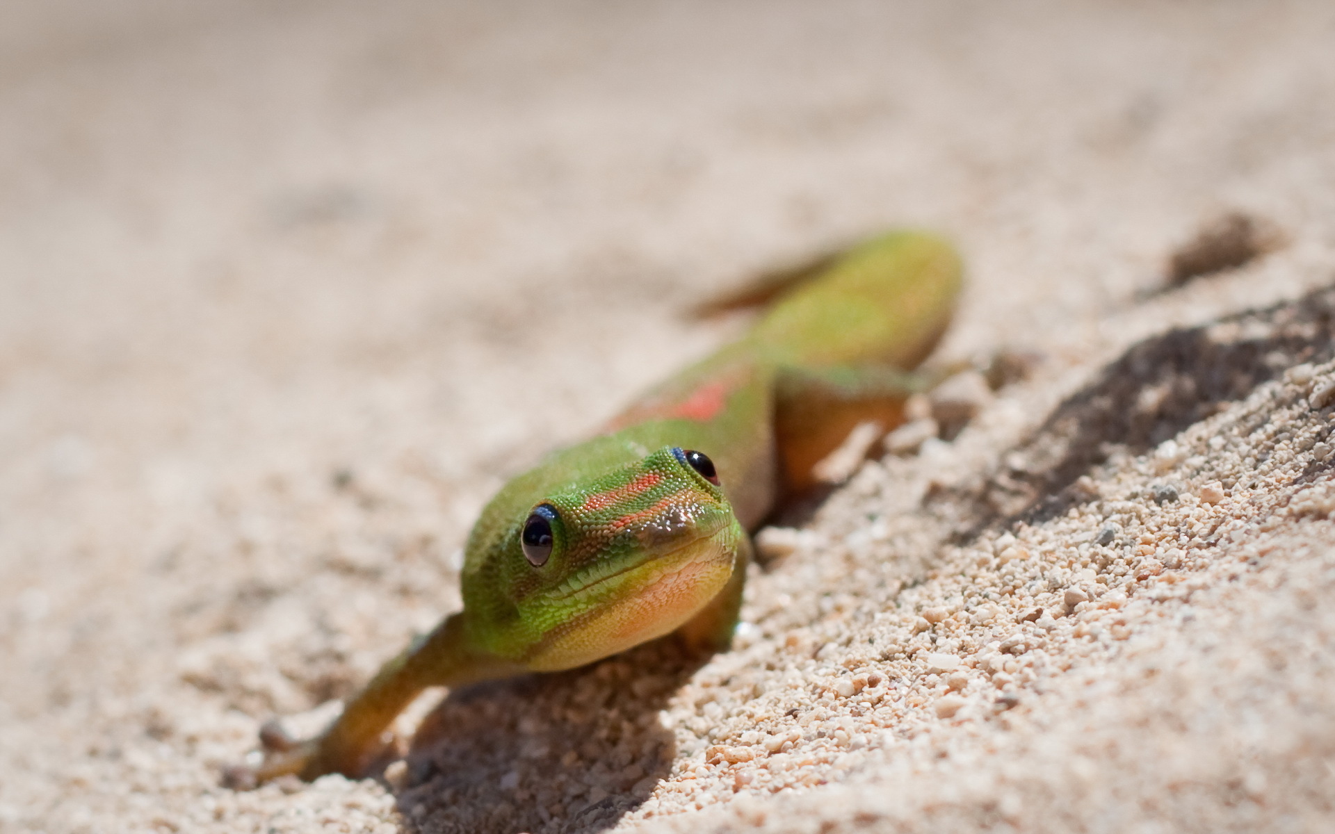 Download mobile wallpaper Lizard, Reptiles, Animal for free.