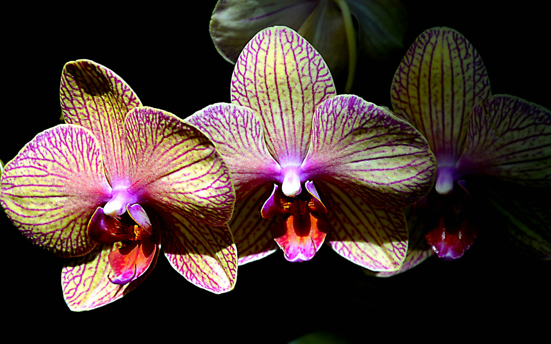 Скачать картинку Орхидея, Флауэрсы, Цветок, Земля/природа в телефон бесплатно.