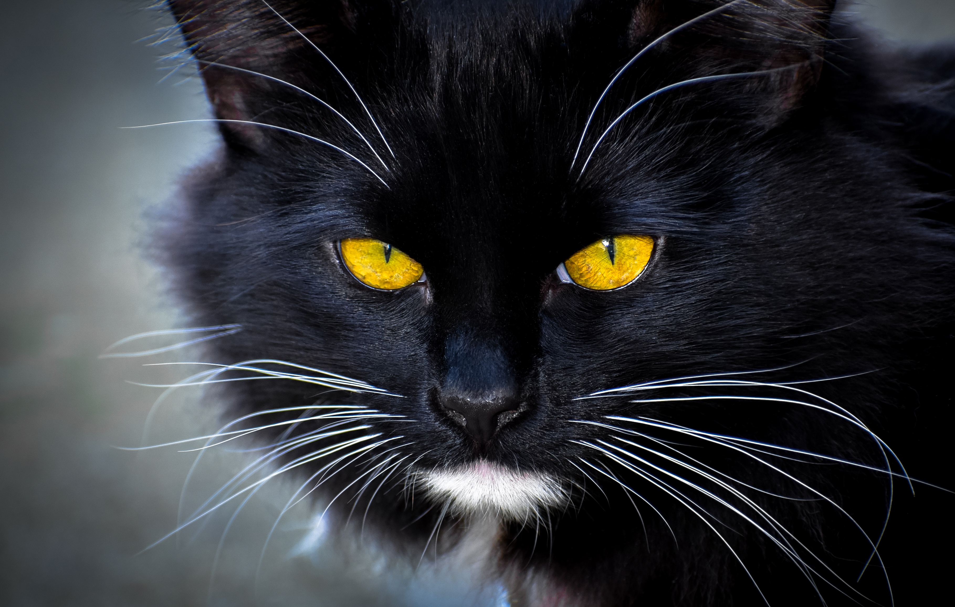 Download mobile wallpaper Cats, Cat, Animal, Yellow Eyes, Stare for free.