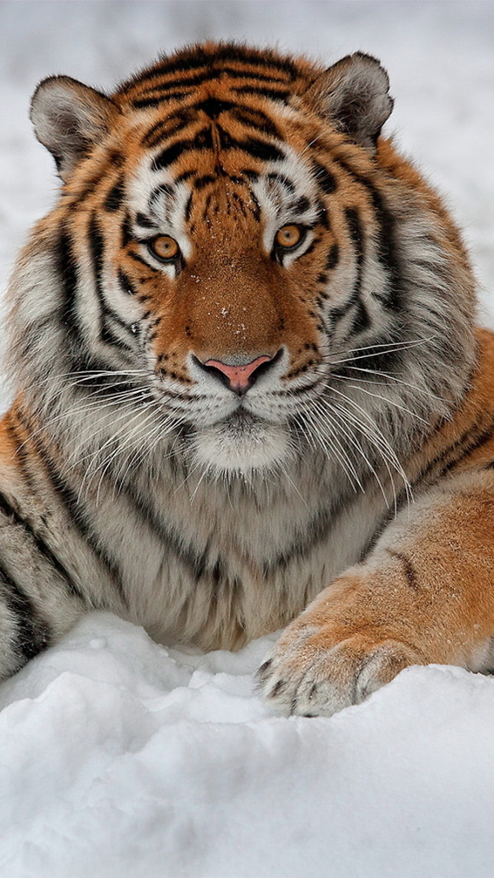 1137084壁紙のダウンロード動物, 虎, 雪, シベリアンタイガー, アムールトラ, 猫-スクリーンセーバーと写真を無料で