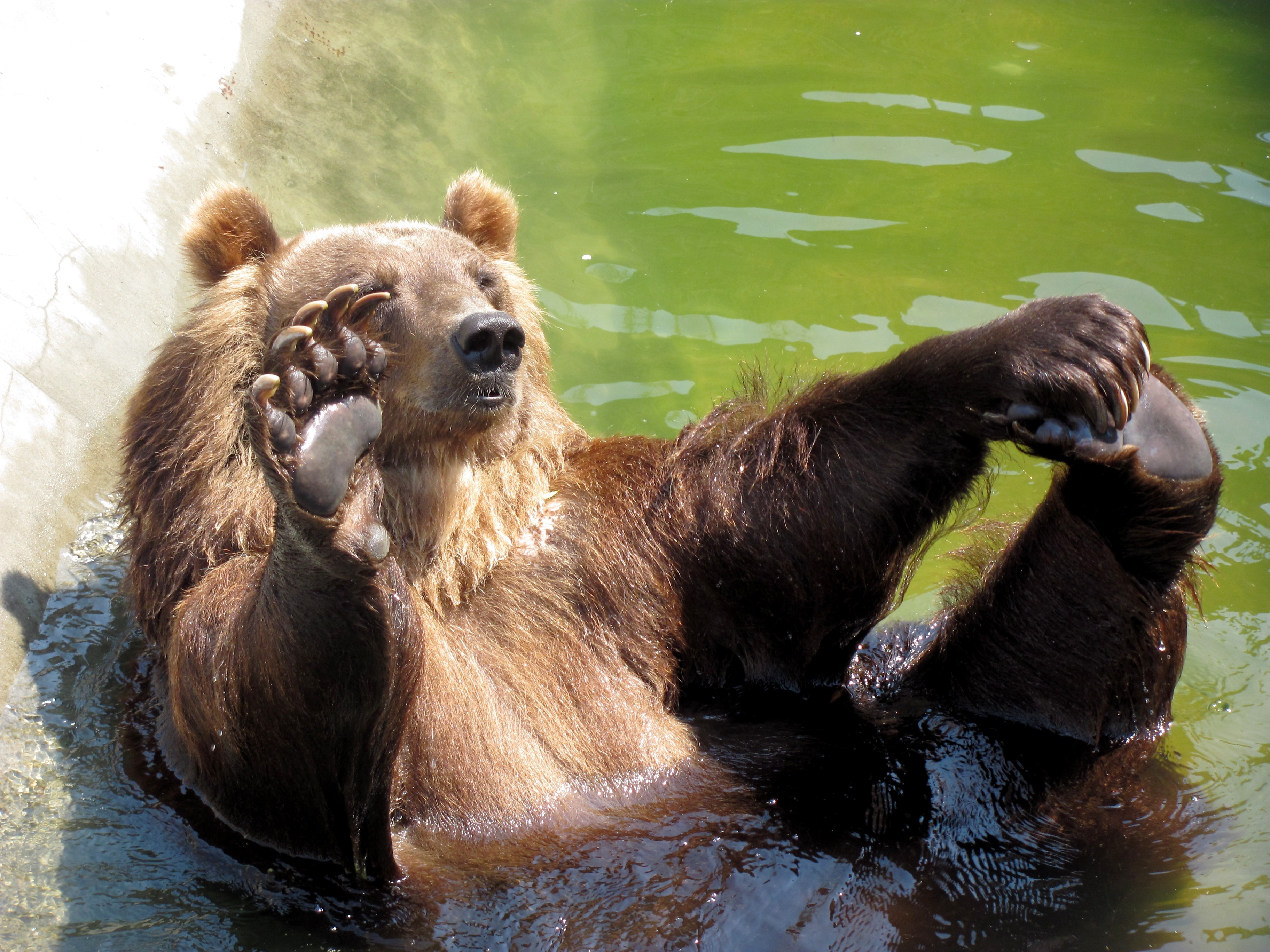 172573 descargar fondo de pantalla animales, oso, osos: protectores de pantalla e imágenes gratis