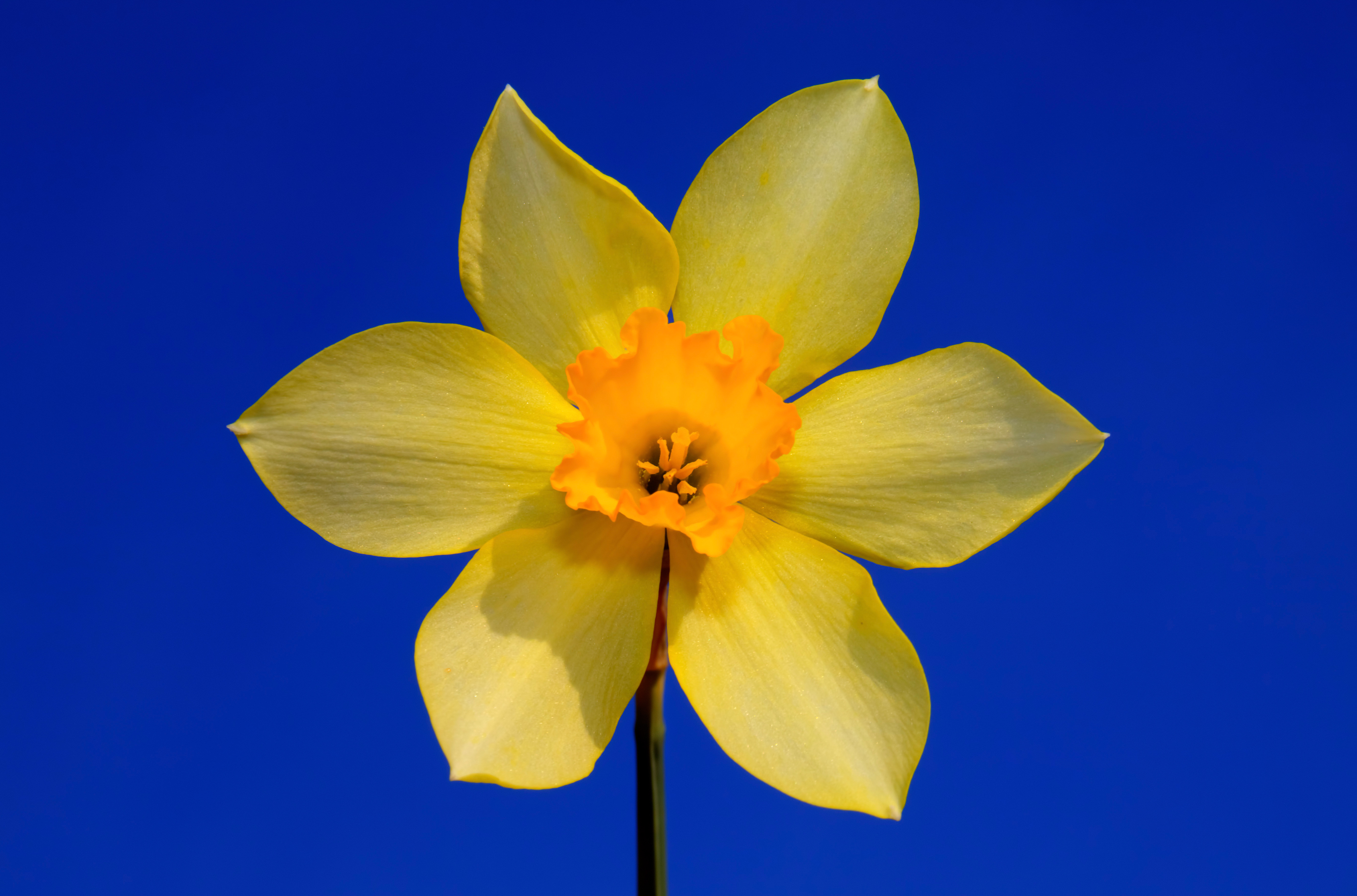 Скачать картинку Цветок, Нарцисс, Желтый Цветок, Земля/природа, Флауэрсы в телефон бесплатно.