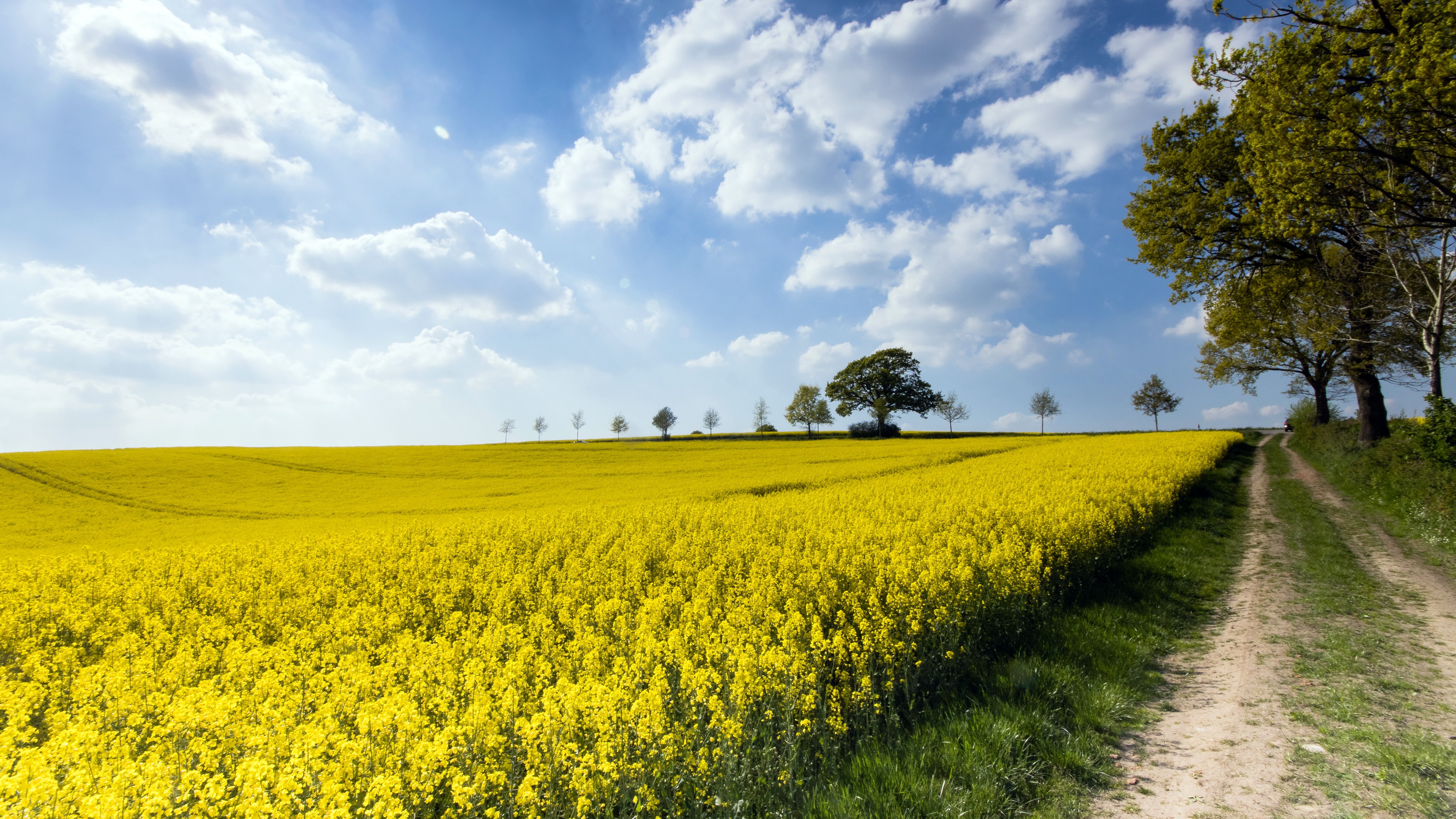 Download mobile wallpaper Summer, Earth, Field, Cloud, Yellow Flower, Rapeseed for free.