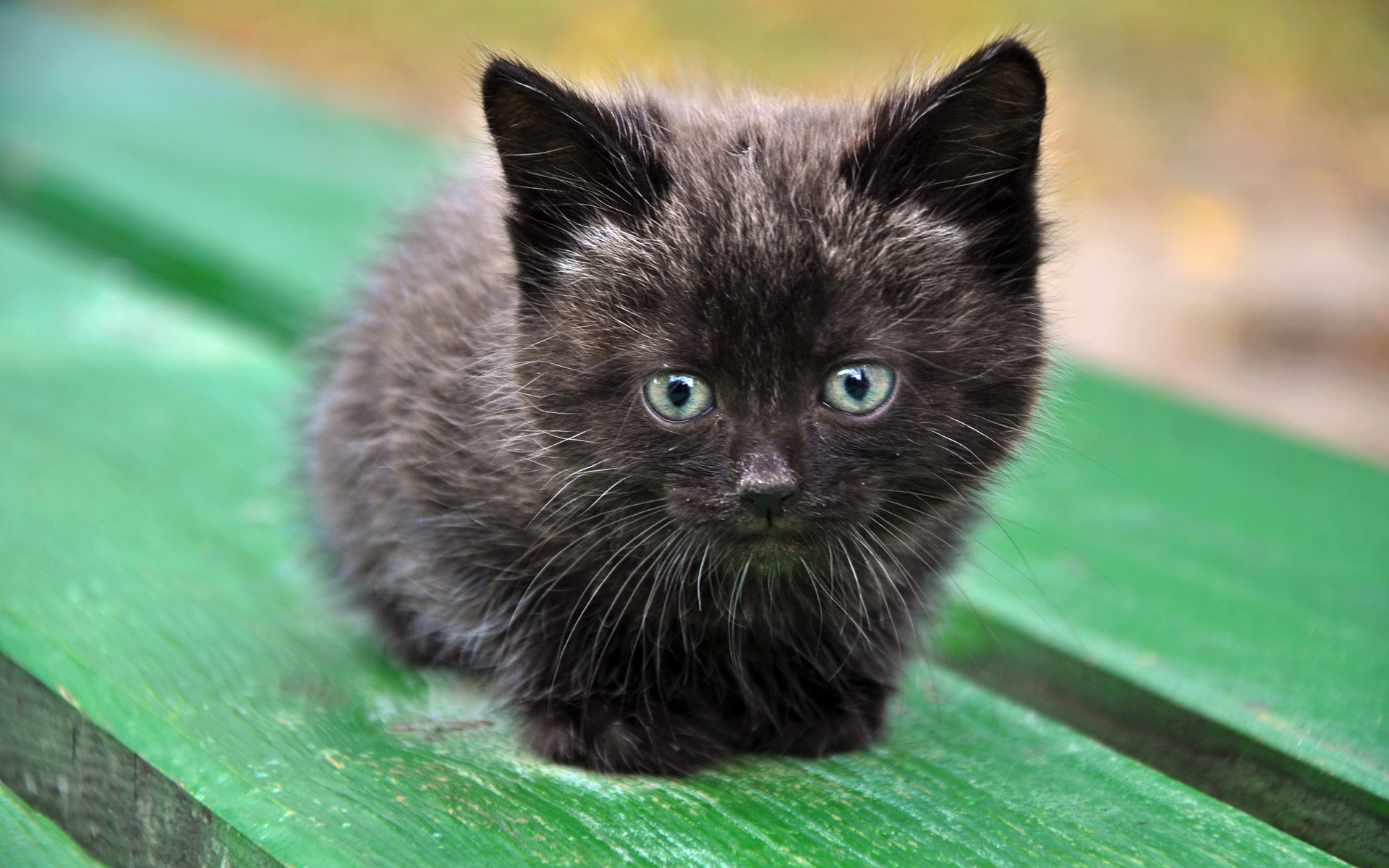 Baixe gratuitamente a imagem Gato, Gatos, Animais na área de trabalho do seu PC